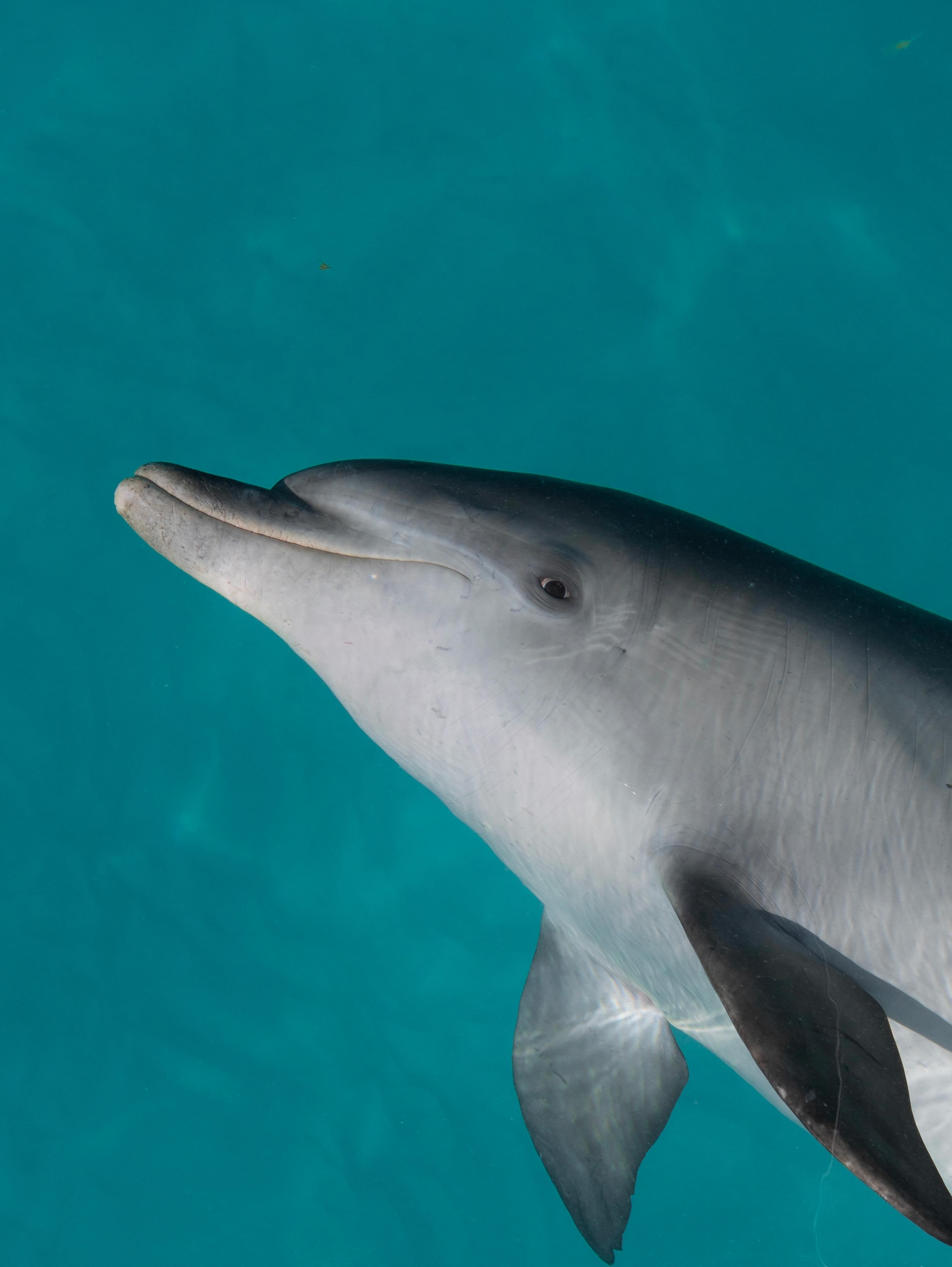 How cool is this! 🐬 These playful dolphins always know how to make a good day even better.
On tour - Whale Shark Discovery 💙
Photos @lauratierney
#dolphins #bowridingdolphins #exmouth #ningalooreef #explorewa