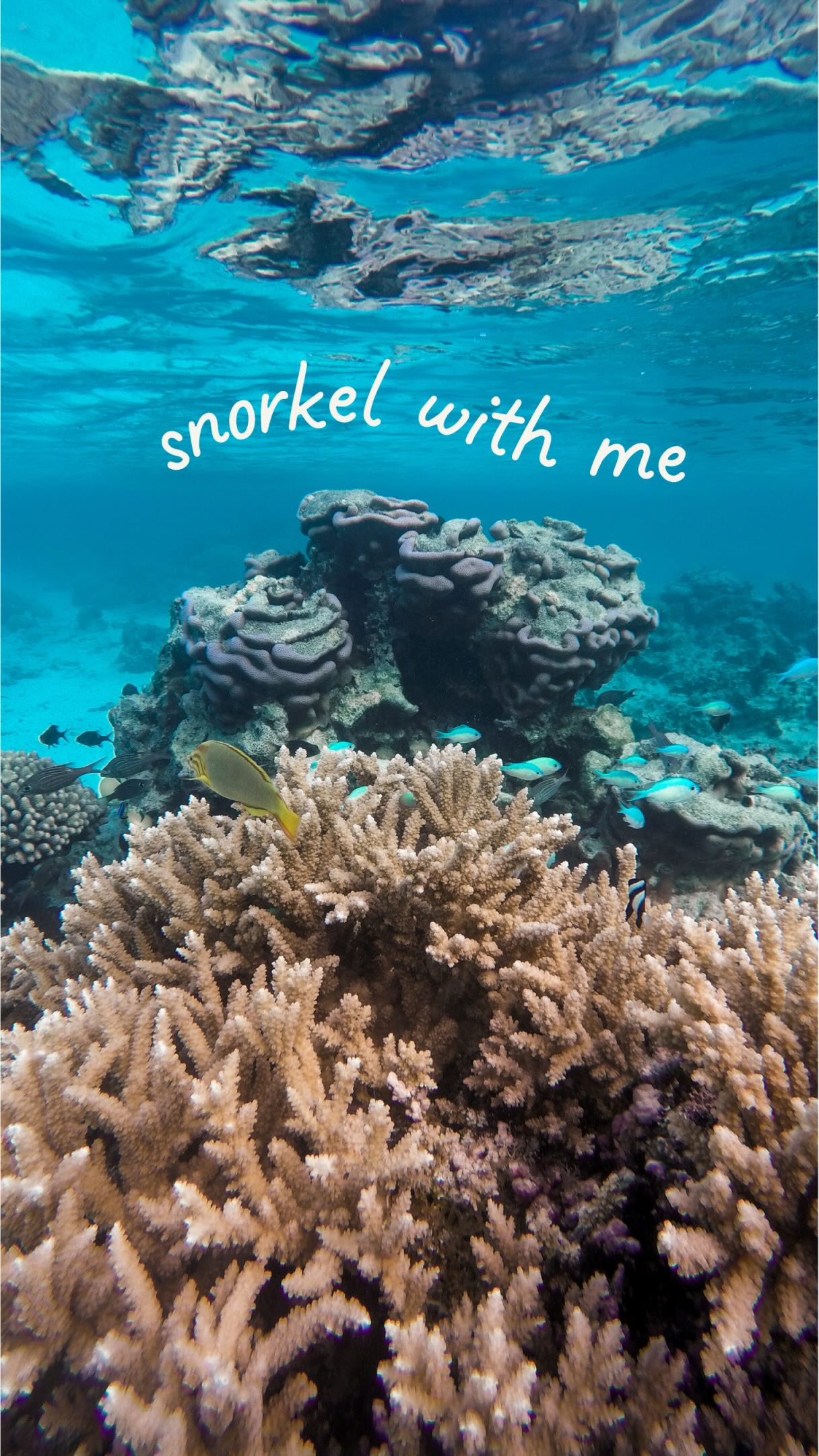 I feel privileged to live on the doorstep of one of the natural wonders of the world ~ and sometimes I forget that a lot of people might not have seen a coral reef with their own eyes 🐠🪸 so come for a snorkel in the Whitsundays with me 🐚
The islands have gorgeous fringing reefs and it feels like you’re swimming around in a massive aquarium. I find myself so curious, always wanting to know what I might find
Along with the feeling of peace and tranquility ~ a reef is one of my favourite places to be
.
.
.
#whitsundaysqld #lovewhitsundays #coralreefs #greatbarrierreef #gbrmarinepark