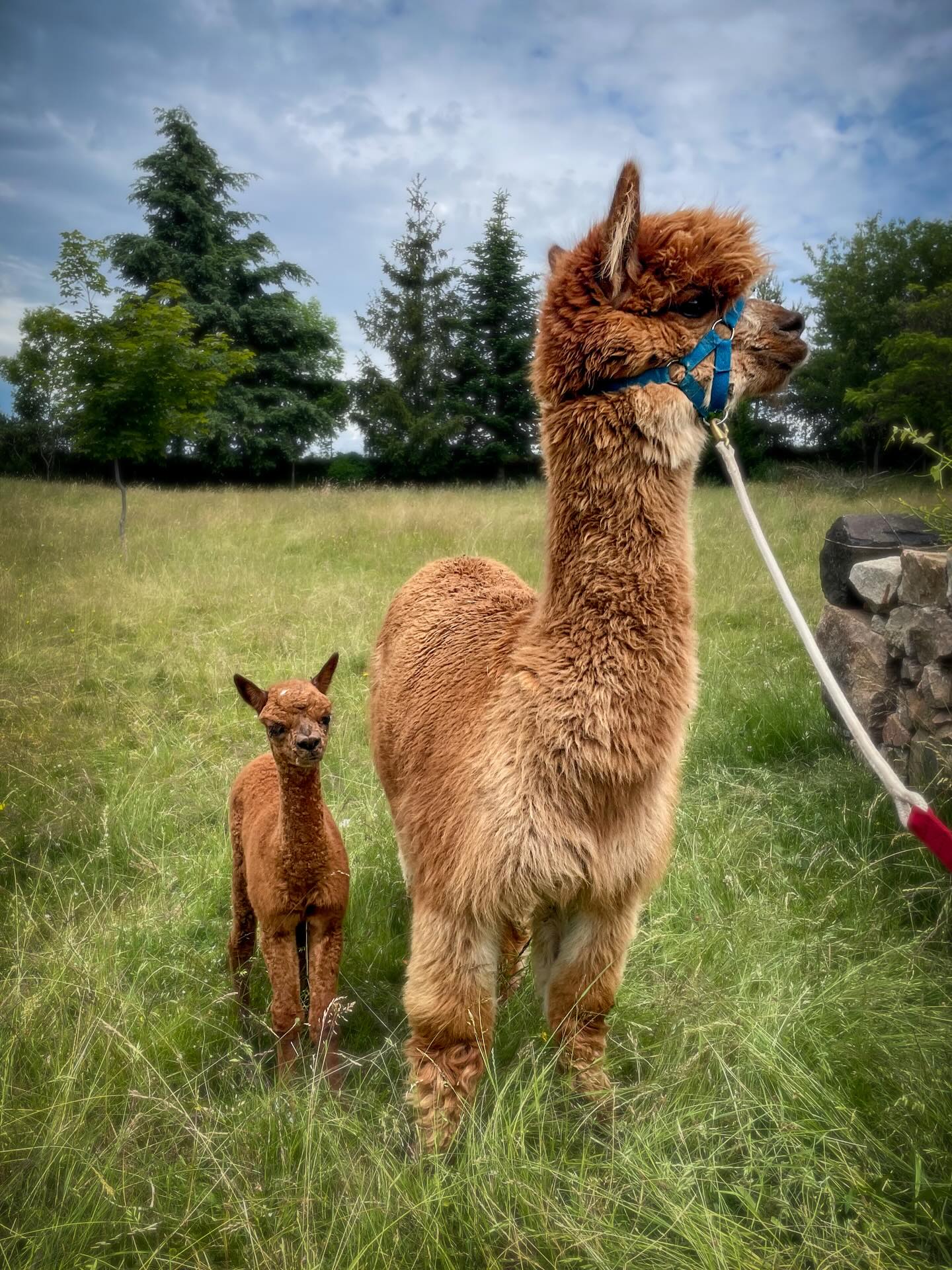 Jour de tonte pour les alpagas de Versonnes ! L’occasion de vous présenter Quillow, née à l’aube après une nuit humide, 3 jours avant la tonte ! Rassurée, elle suit Hermione sa mère, et se révèle extrêmement curieuse !