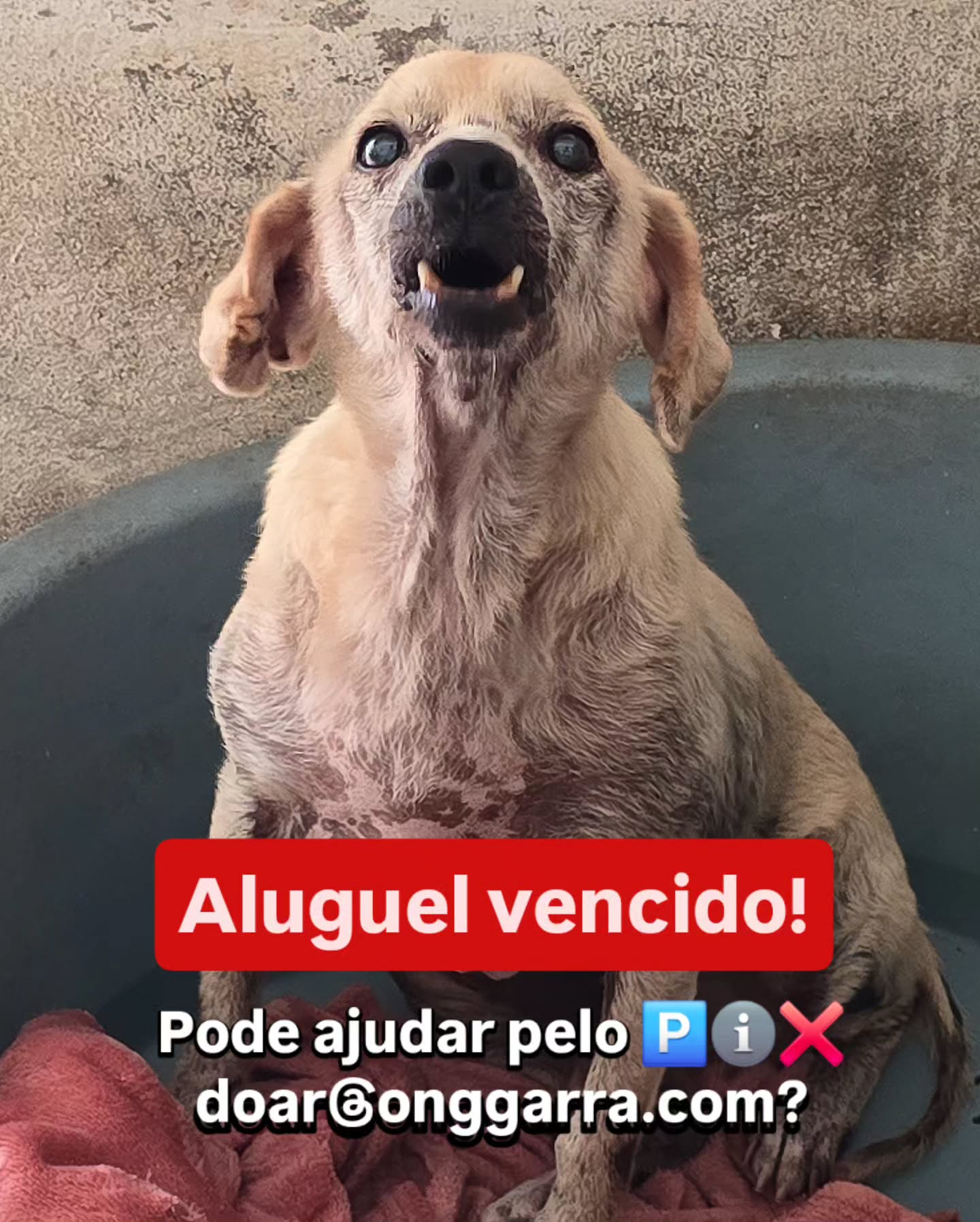 Vovô Sarney veio pedir a sua ajuda!
Pode ajudar com 5 REAIS hoje para pagarmos o aluguel?
‼️Falta QUATRO MIL REAIS AINDA ‼️
O 🅿️ℹ️❌️ para ajudar é o 21 98024-1232 ou doar@onggarra.com