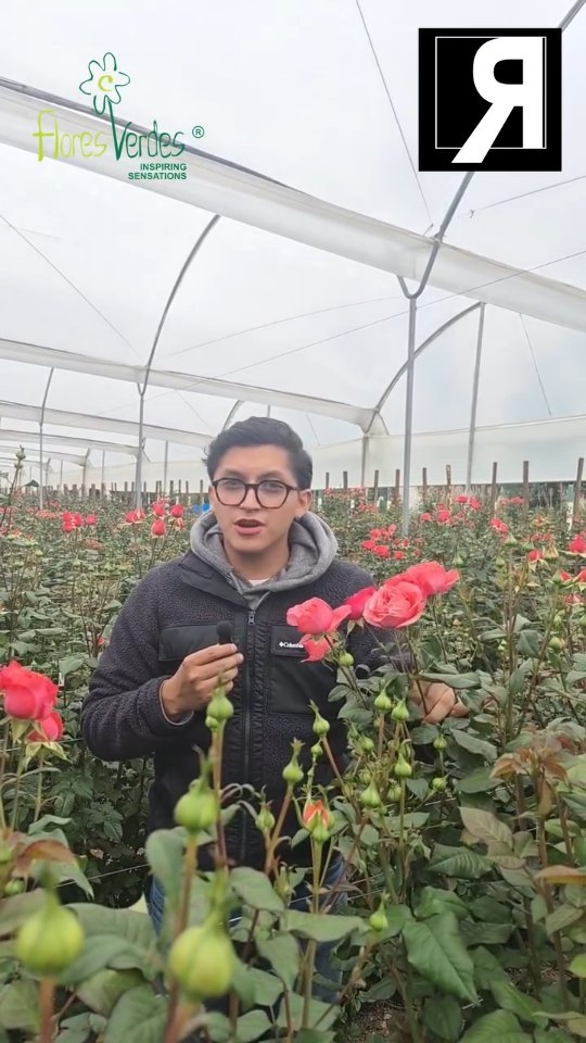 ON THE FIELD 🌿🌹
We continue visiting those who are not only part of the industry — but part of our journey.
This time, we spent time with our friends at Flores Verdes, gaining a closer understanding of their operation, their varieties, and the work behind each stem.
These visits go beyond observation.
They are about connection, trust, and seeing firsthand how the Ecuadorian floriculture industry continues to evolve.
Because every farm has a story.
And every story is part of a larger ecosystem.
At Ecuador y sus Flores, we remain close to the people who shape the industry from the ground up.
@floresverdesofficial
#EcuadorianFlowers #Floriculture #OnTheField #FlowerIndustry #GlobalFlowers #EcuadorYsusFlores #Roses