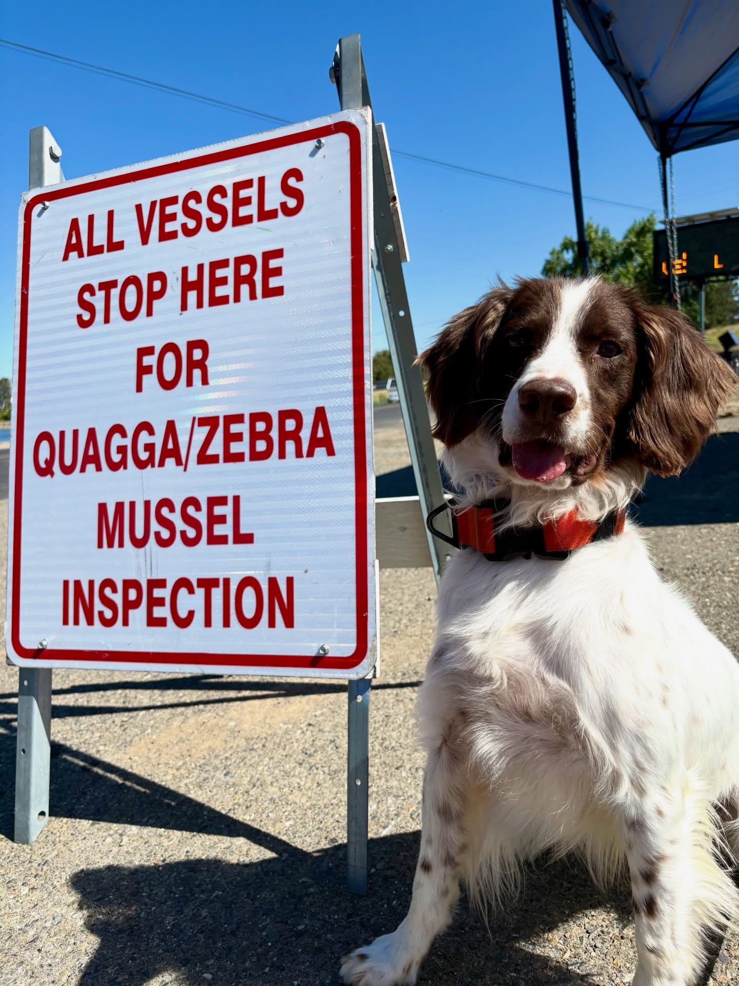 Skipper’s first weekend in the field! Swipe to see how he looks at his beloved, Ball 🎾🧡 And please comment your best caption for the last photo 😂
#conservationdog #detectiondog #invasivespecies #invasivemussels #cleandraindry