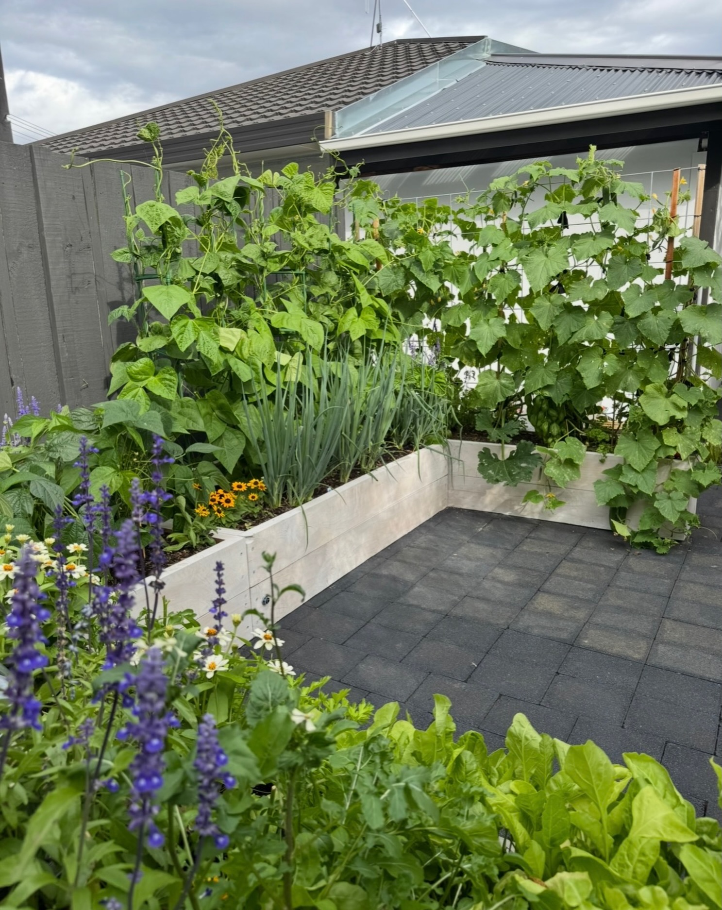 This is what summer looks like in the veggie patch☀️
Self-watering wicking beds = less watering, less maintenance, and more harvests.
I get asked about these constantly, so if you’ve been wondering whether they’re worth it, go see @wickingbedsnz at @fieldaysnz this year. Just a shameless plug for a product I love 🫶🏽