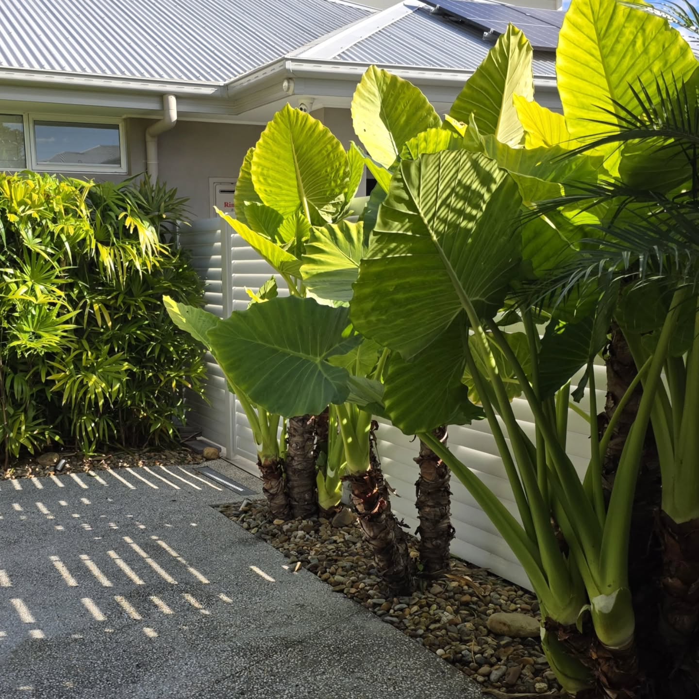 We Had the pleasure of cleaning out this beautiful tropical garden 🌿🔥 Swipe to see the before & after.
#beforeandafter #fyp #gardening #Landscaping #australia
