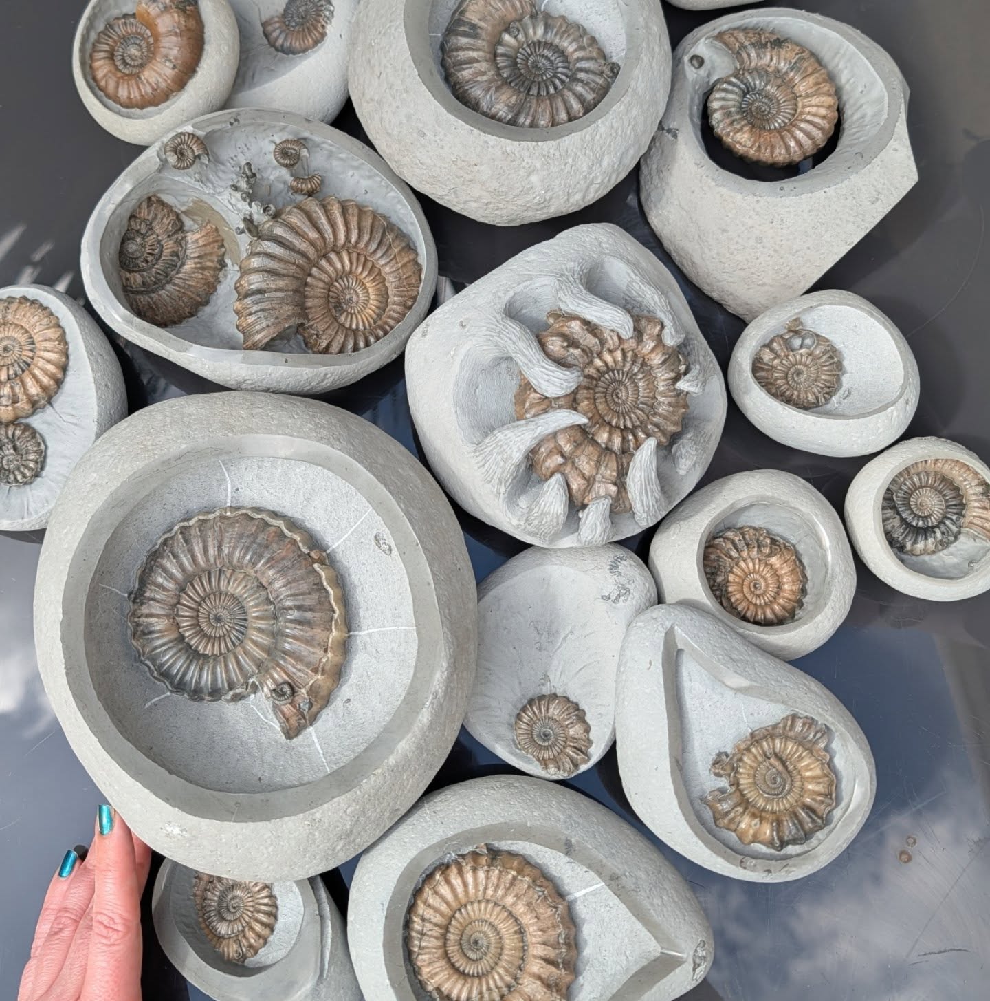 The sun's out, it must almost be time for @fossilfestivallymeregis !
@naturalselectionfossils and I have been putting the final touches to these beautiful Green ammonite nodules.
These pieces and many others prepared by us will be available at the Lyme Regis fossil festival this coming weekend, the 13th and 14th of June. You'll find us in the Lister gardens marquees, Lyme Regis from 10am to 5pm. There will be many other stalls, all with fantastic fossils and fossil related things for sale!
If you can't make it - don't worry some pieces will be available online soon :)
Green ammonite nodules are one of the most pleasing rocks to find and prepare from Charmouth beach, Jurassic coast, UK. When they are the right shape and size they almost always contain a fossil within, although you never know which one you're going to get :) these contain Oistoceras, Androgynoceras and Tragophylloceras ammonites :) like a 190 million year present, wrapped in the rock!
#ammonite #fossil #jurassiccoast #lapidary #fossilpreparation