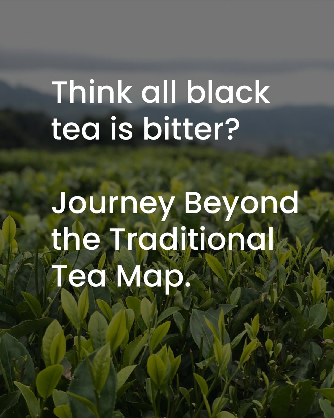 Tea culture is changing. Bitter, stale, black tea is no longer the only option. Check out these new emerging tea growing regions with bright, bold, and unique black tea options.
#blacktea #luxurytea #raretea #teajourney