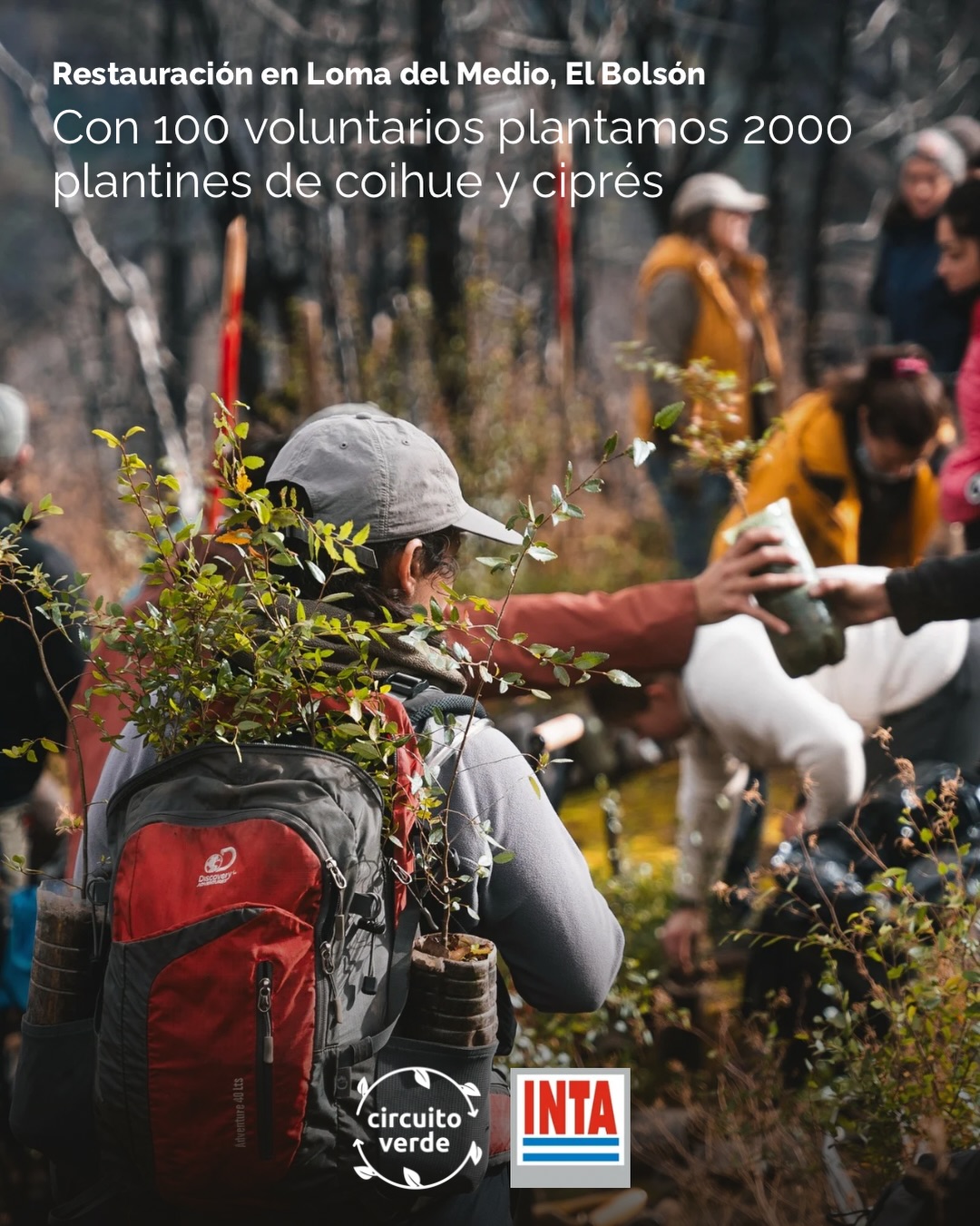 El 9 de mayo volvimos al bosque en una jornada de restauración comunitaria junto al @intabariloche
Más de 100 voluntarios de Bariloche y la Comarca nos reunimos en la Reserva Forestal Loma del Medio, en una región afectada por el incendio Confluencia 2025. Luego de una charla inicial nos dividimos en 12 grupos de trabajos, liderados cada uno por un voluntario de Circuito Verde que se estuvo capacitando durante las semanas previas.
Buscamos los plantines, nos adentramos al bosque y cada uno fue a su “parcela” asignada. A lo largo del día plantamos más de 2000 plantines de Coihue (Nothofagus dombeyi) y Ciprés de la cordillera (Austrocedrus chilensis), más algunos ejemplares de arbustivas como maqui. A un porcentaje de estos plantines los identificamos, georreferenciamos y tomamos mediciones iniciales, para volver en los próximos meses y años a hacerles un seguimiento y monitoreo. ¿Con qué objetivo? Ver su supervivencia pero también seguir aprendiendo para restaurar cada vez mejor.
Desde Circuito Verde, buscamos que restaurar el bosque nos lleve a restaurar nuestro propio vínculo con la naturaleza. Durante la jornada compartimos actividades, mates y charlas. Cada uno desde su lugar (vecino de la reserva, brigadista, científico, estudiante) aporta desde su experiencia sobre cómo vivió el incendio, cómo vive la restauración y cómo ve el bosque.
Gracias a todos los voluntarios que se sumaron a hacer que esta jornada sea posible.
Proyecto financiado en forma conjunta por el programa de ayuda directa de Australia, el fondo Canadá para iniciativas locales y el fondo de la embajada de Nueva Zelanda @ausemb_ar @nzinbuenosaires #FondoCanadá #DirectAidProgram #FondoEmbajadaNZ
📷 Fotos: @branko_zuniga @vitopiras.ph y voluntarios de Circuito Verde