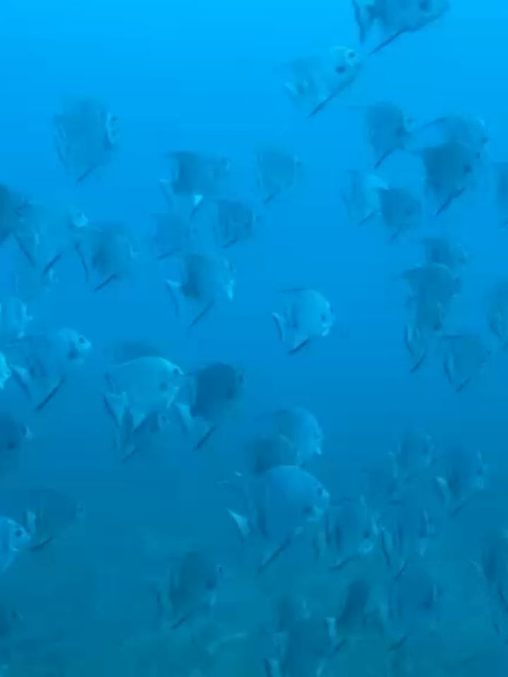 The ocean has given us everything. Let's return the favor.
Happy World Ocean Day!