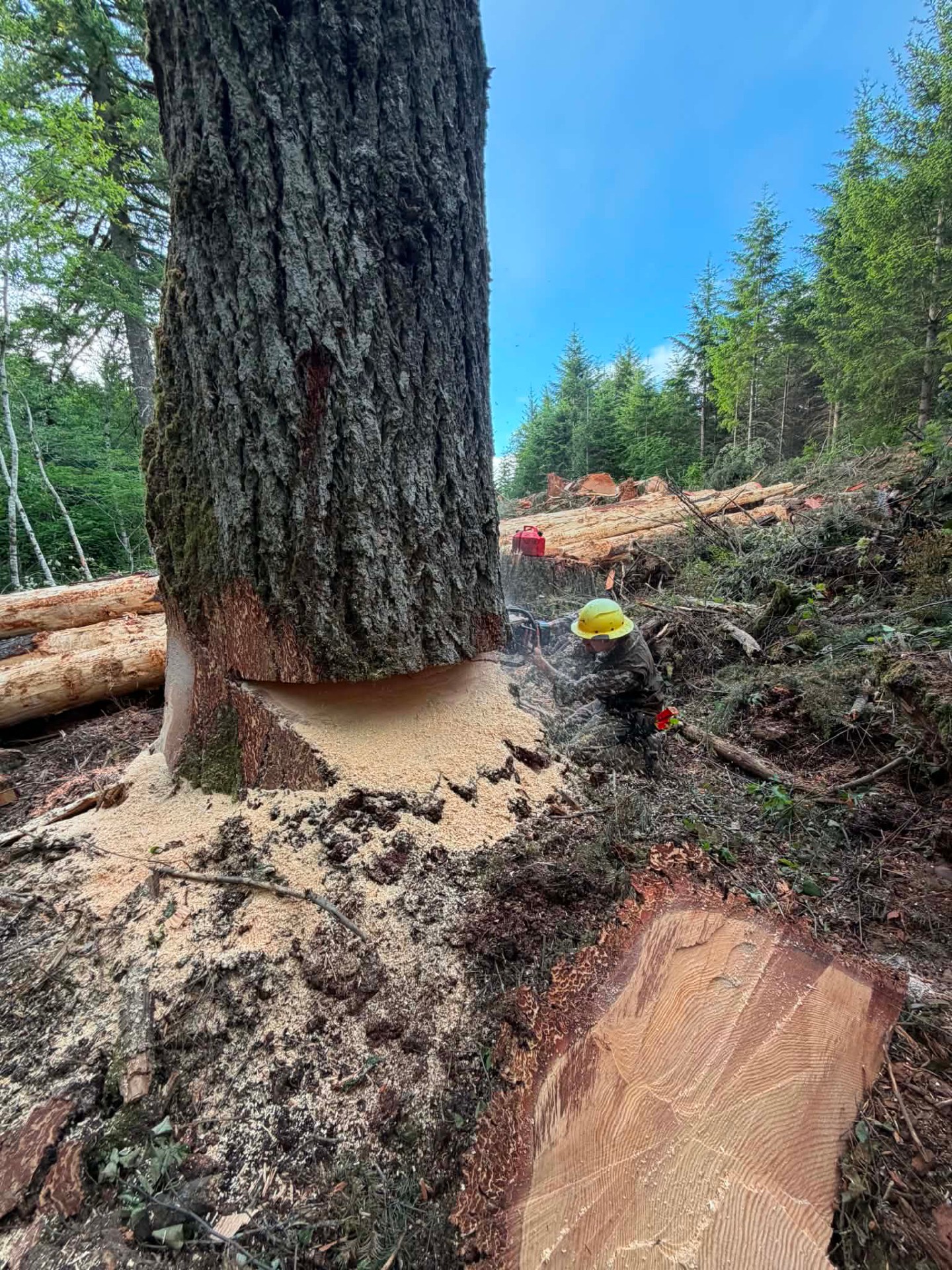 A little sawdust in the air and another tree on the ground. 🌲
There’s no shortage of hard work out here, but days like this never get old.
#ChiltonLogging #PacificNorthwest #LoggingLife #TimberIndustry #WorkInTheWoods