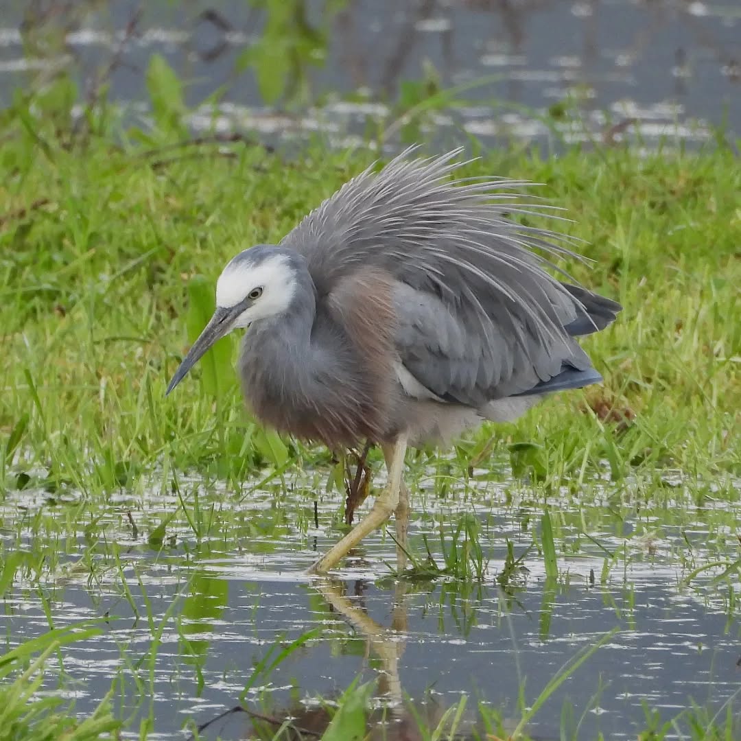 Matuku-moana on the hunt in the wet weather.
#karameawhite-facedheron #Matuku-moana