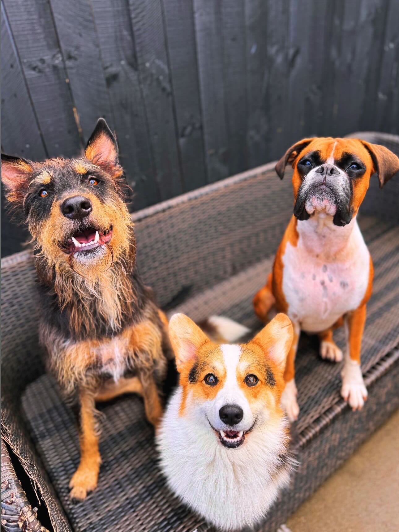 Happy… dogs, happy life 🤣🫶🏼 🐾