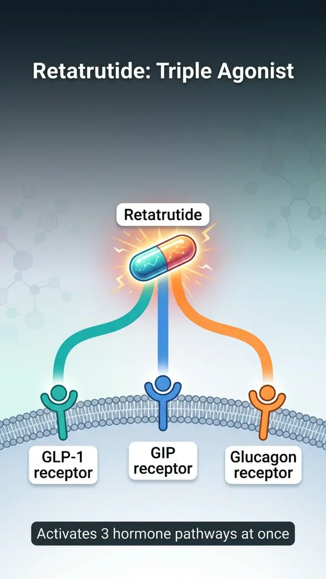 Retatrutide vs. Ozempic: The Triple Agonist That May Change Everything.
Semaglutide hits one receptor. Retatrutide hits three.
That difference may be the biggest leap in metabolic medicine since
semaglutide itself.
Semaglutide, the active ingredient in Ozempic and Wegovy, is a GLP-1
receptor agonist. One receptor, one lever. It lowers appetite and
improves blood sugar.
Retatrutide is a triple agonist. It hits GLP-1, GIP, and glucagon
simultaneously.
GLP-1 lowers appetite and improves blood sugar.
GIP adds to that effect and improves how your body handles fat.
Glucagon is the part that is actually new. At the right level,
glucagon agonism increases energy expenditure. In plain English,
your body burns more calories at rest.
Think of semaglutide as pressing the brake pedal on appetite.
Retatrutide presses the brake and gently presses the gas pedal on
metabolism at the same time.
The phase 2 trial in the New England Journal of Medicine in 2023
showed average weight loss of 24.2 percent at 48 weeks at the 12mg
dose.
Phase 3 TRIUMPH-4 data from December 2025 showed 28.7 percent weight
loss at 68 weeks, the most effective obesity medication ever tested
in a phase 3 trial.
A separate trial in Nature Medicine 2024 showed up to 82 percent
reduction in liver fat in fatty liver disease.
FDA approval is anticipated in 2026 pending phase 3 completion.
—
References:
Jastreboff et al. (2023). NEJM, 389(6), 514-526.
Sanyal et al. (2024). Nature Medicine, 30(7), 2037-2048.
Educational only, not medical advice. Retatrutide is investigational
and not FDA-approved. Never start, stop, or change a prescription
without your physician.
#Retatrutide #TripleAgonist #WeightLoss #SeanHashmiMD