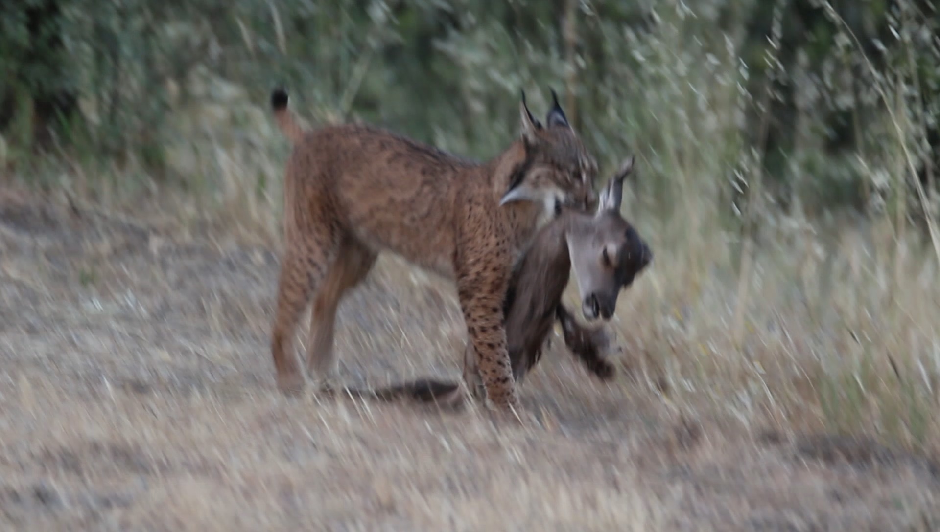 🇪🇸 A pesar de llevar más de 10 años dedicados al turismo de observación de lince ibérico, todavía hay escenas que nos dejan sin palabras.
Una observación preciosa donde esta hembra acerca los restos del cadáver de un ciervo a sus tres cachorros.
En los próximos días os dejaremos imágenes de las especies que hemos observado en los últimos días durante nuestros safaris en la Sierra de Andújar y en el Valle del Río Guarrizas.
Bendito mes de junio... ❤️ ¡Y gracias por vuestra visita!
Más información y reservas:
www.lyncisecoturismo.com
lyncisecoturismo@gmail.com
(+34) 603 90 74 35
🇬🇧 Even after more than ten years dedicated to Iberian lynx wildlife tourism, there are still moments that leave us speechless. This was a beautiful sighting, where a female brings the remains of a deer carcass to her three cubs.
Over the coming days, we’ll be sharing images of the species we have observed during our recent safaris in the Sierra de Andújar and the Guarrizas River Valley.
Blessed month of June... ❤️ And thanks for your visit!
More information and bookings:
www.lyncisecoturismo.com
lyncisecoturismo@gmail.com
(+34) 603 90 74 35