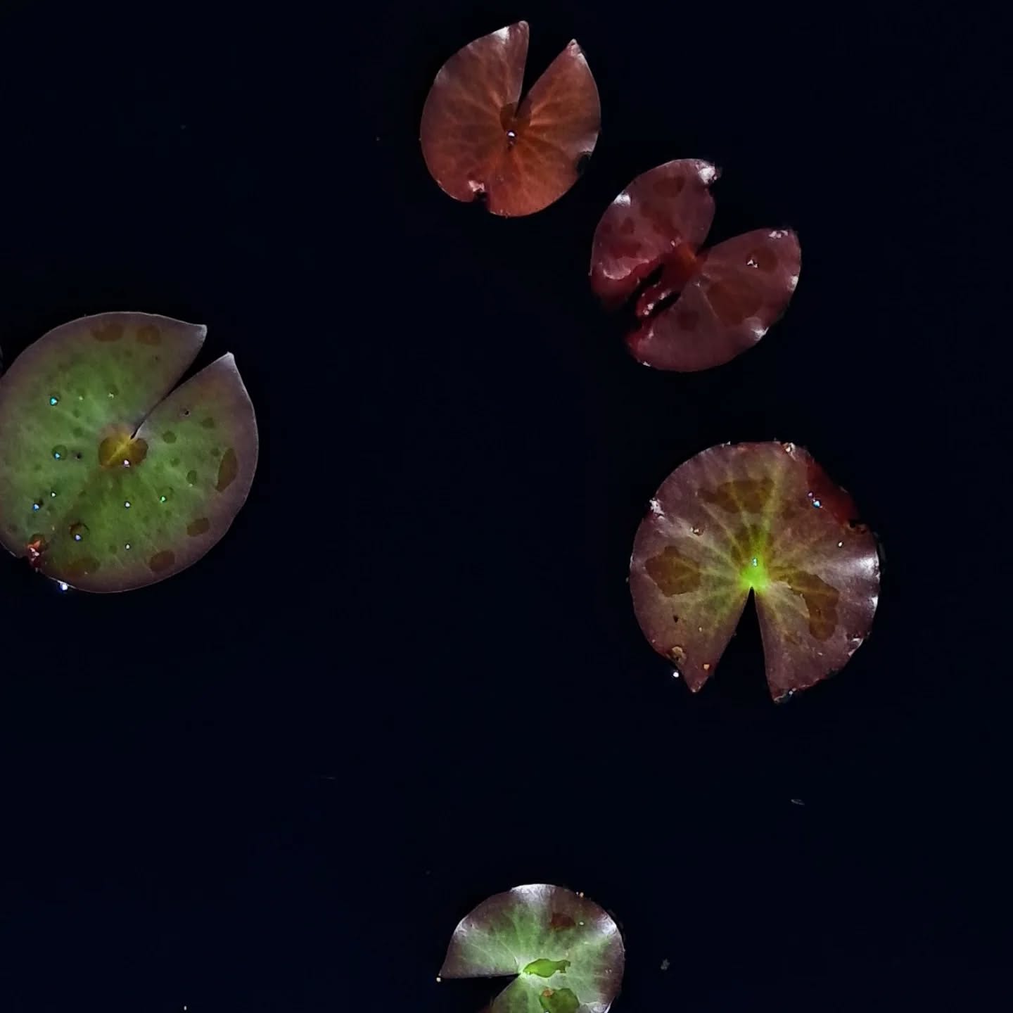 Eagerly awaiting waterlilies to emerge at full bright pink throttle #lovecolour #love pink #lovecolor #pinkpaintings