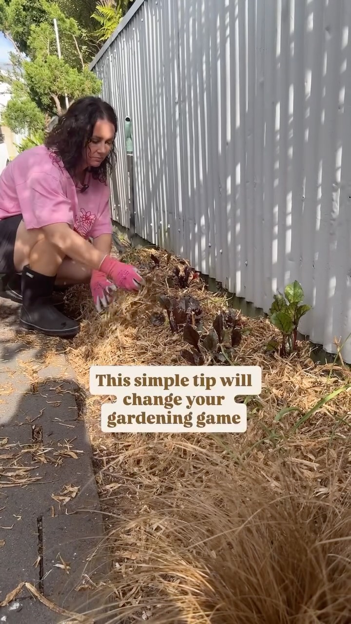 Stop leaving your soil bare.
A good layer of mulch helps hold moisture, protects the soil from drying winds, keeps the soil warmer, brings in the worms, and helps suppress weeds.
In the veggie garden, pea straw is hard to beat.
A few things to know:
• Slugs and snails love mulch too, so stay on top of them.
• Use pea straw in veggie gardens.
• Use forest floor mulch or mulching bark in ornamental gardens.
FYI: Wicking beds and square planters don’t need mulch, they create their own crust on-top of the soil, that’s why my raised planter and pots are not mulched.
Some gardeners also densely plant creating living mulch, a little bit challenging in winter to ace.
Healthy gardens start with healthy soil - and healthy soil likes to be covered