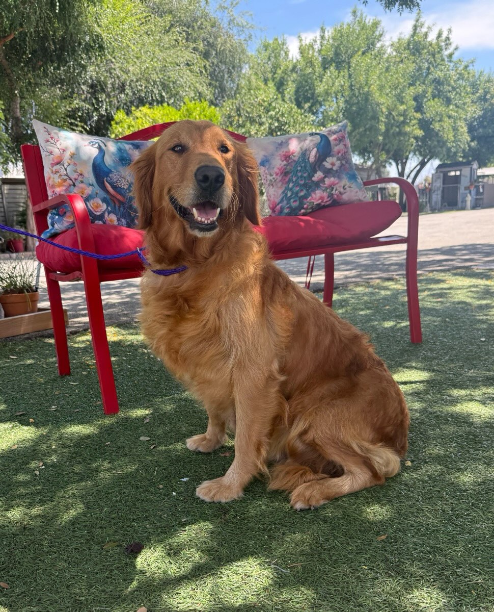 This is Ginger. She is a beautiful, 5 year old Golden Retriever. She is house trained, good with other dogs, cats, and kids. She is well behaved and very loving. She will be ready for adoption in 2 weeks.