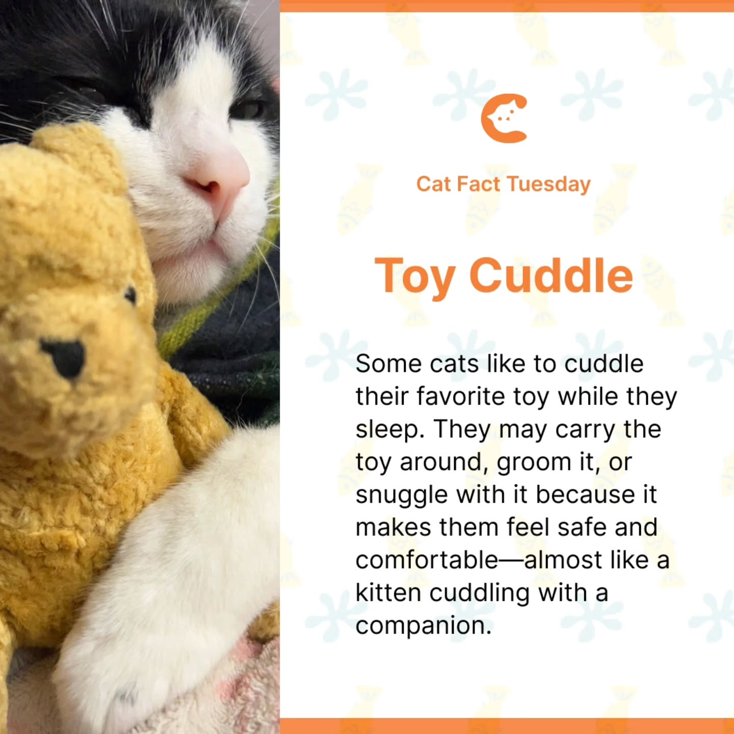 does your cat have a favourite plushie? let us know in the comments below! ā¬ļø
.
.
.
in frame our Official CatSwoppr Cat Model @giovanni.catt with his plushie š§ø
#plushiesofinstagram #toy #catcuddles #catsarelife
