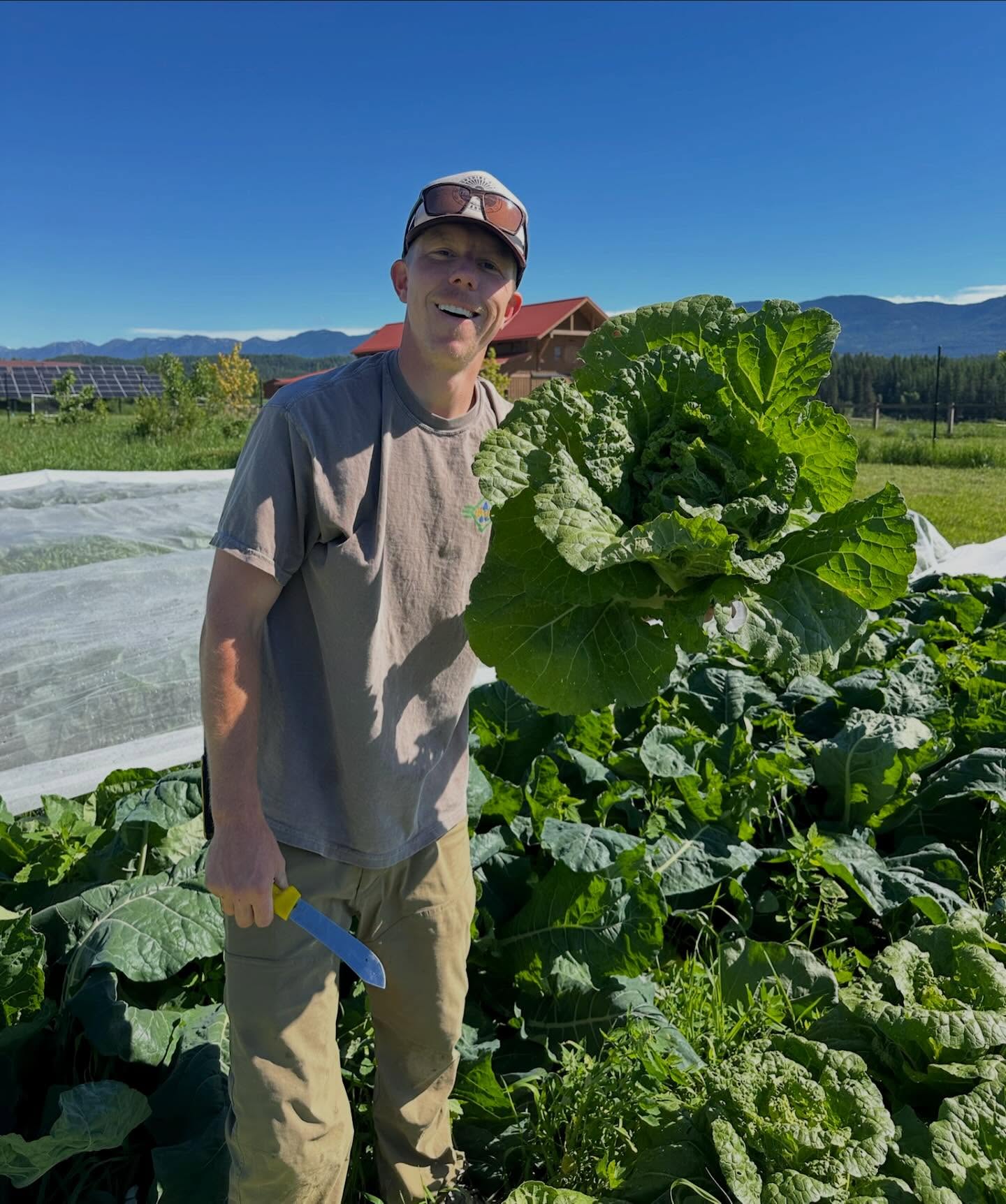 😍🥬So many beautiful greens and other produce heading to CSA shares,market and local restaurants this week! That Napa cabbage though 🔥👌🏼