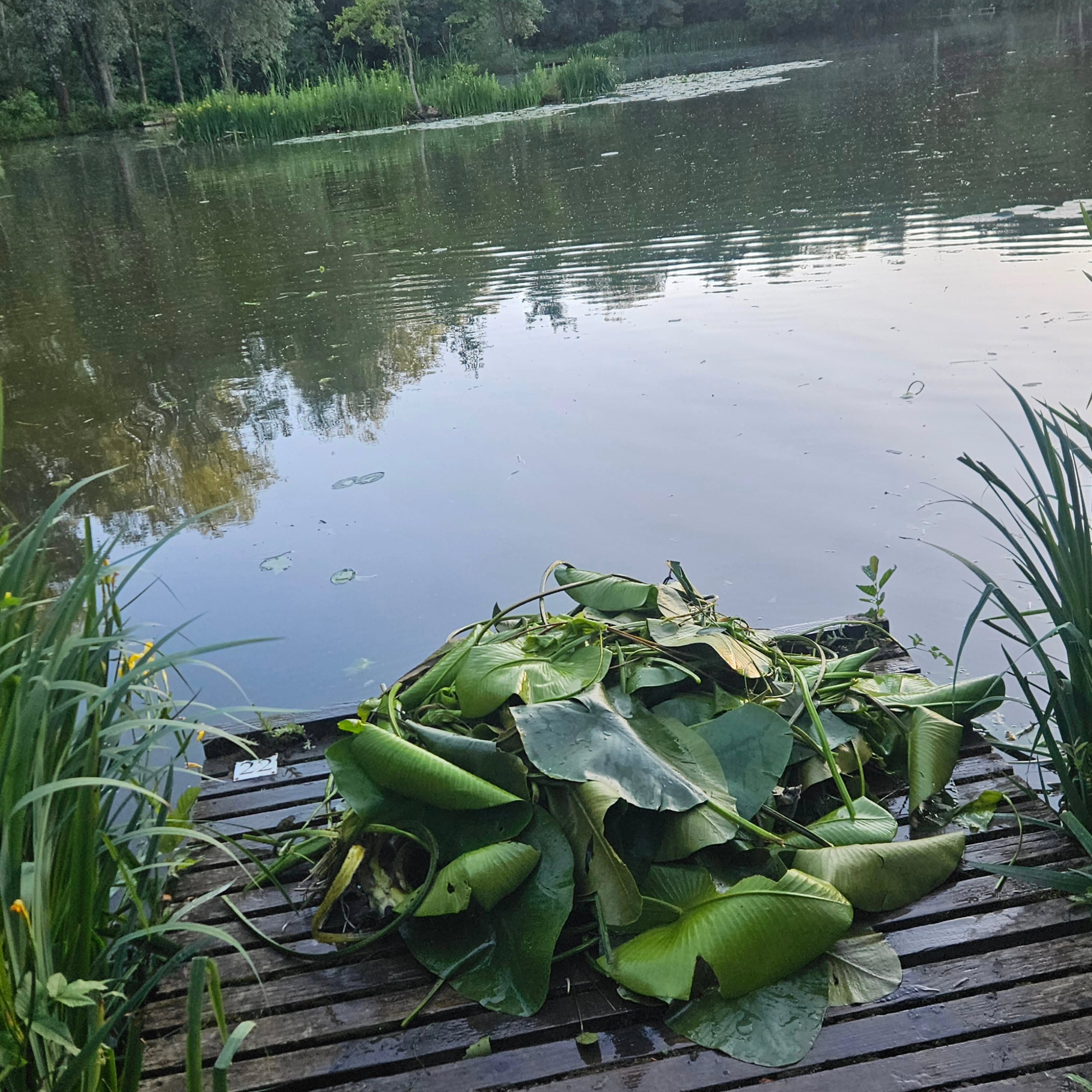 Monday Maintenance 🌿
Just look at the size of these lily tubes as they've come out of the lake!
A little maintenance goes a long way in keeping the fishery looking its best and fishing well. 👌🎣
#mondaymaintenance #fisherymaintenance #fishingvenue #lillypad