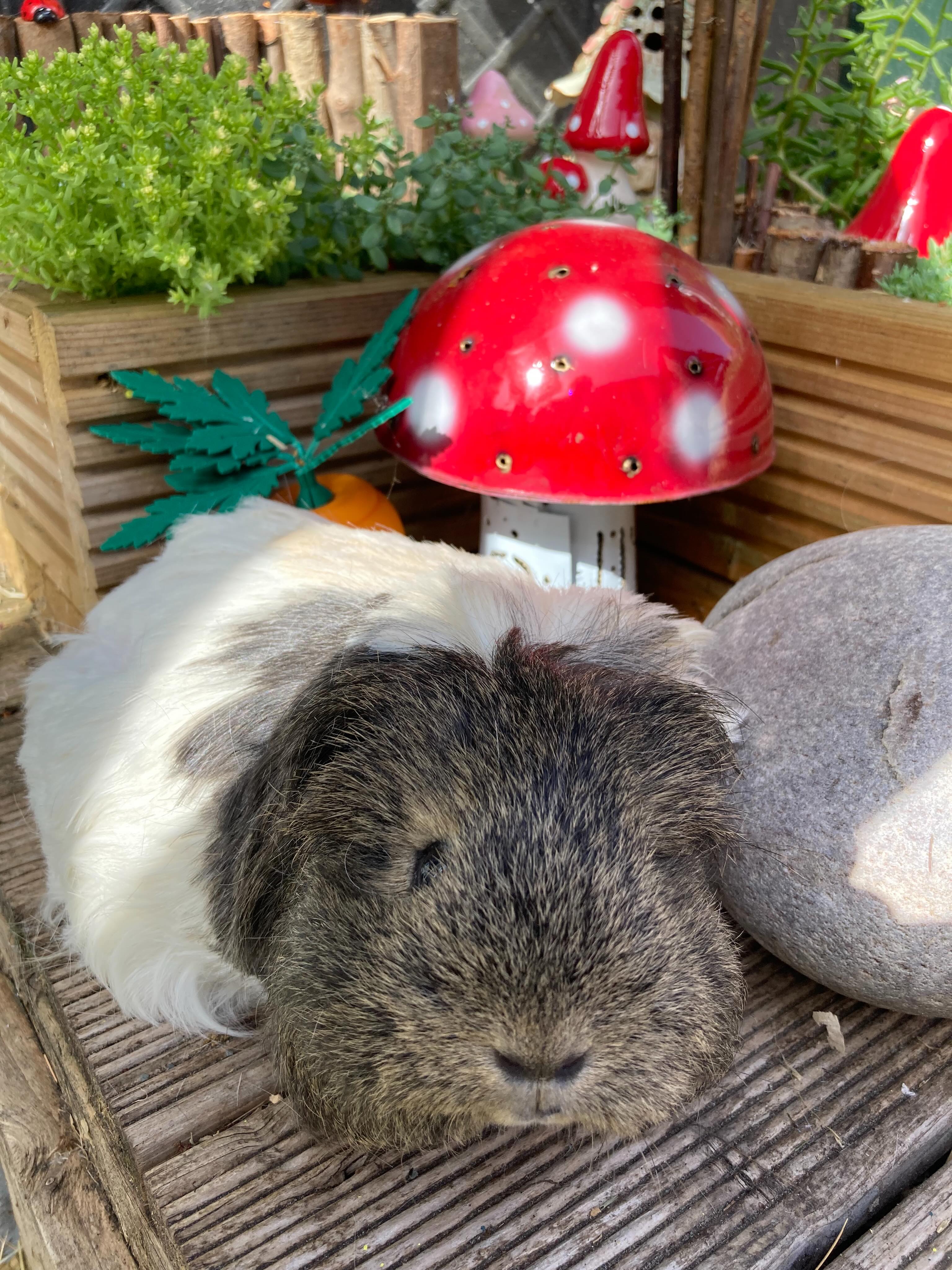 Words of wisdom with Lacey - You will be too much for some people. Those are not your people. 🌸#wednesdaywisdom #wordswordswords #guineapigs