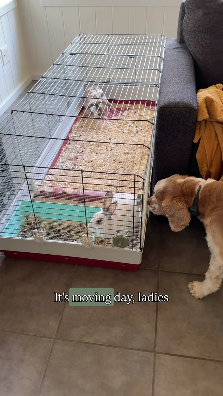 Officially 4 weeks post injury !! It’s time to slowly roll into the active recovery stage. Of course there’s no better way to switch gears than to start a small DIY.
The girls are moving out for the summer, so I used what we had to build them a little something practical for their summer cottage!
You can check out everything we’ve loved and used for the bunnies so far on my @amazonca storefront.
Link in bio or comment 🐰 and I’ll send you everything straight to your dm’s.
Follow along to see how the girls make out this summer!