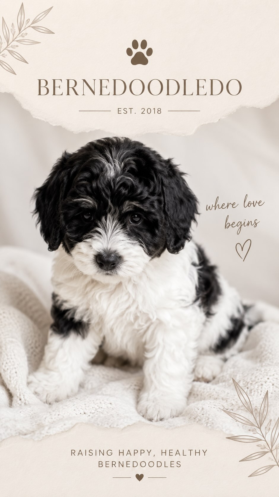 The sweetest ending to a wonderful chapter. 🥹🧸✨
Our beautiful Cadbury has officially found her furever family! She was the very last puppy from our Rosie and Ryder litter, and our hearts are so full knowing that every single one of these babies is now in their perfect home. 🏡🤎
Thank you to all of our amazing families—we can’t wait to watch them grow! 🌿🐾
#bernedoodle #gotchaday #bernedoodlesofinstagram #puppylove