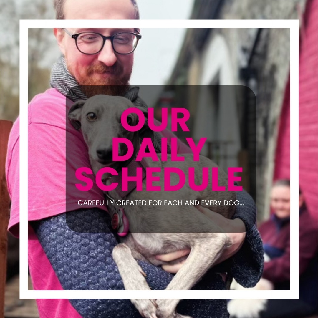 Our Daily Schedule - Carefully created for each and every dog that joins Paws and Pause…
You may wonder what we get up to date to day so here is our structured plan for each day to create consistency, routine and calmness for your dog!
We open from 7AM to 11PM where your dog is always enriched, happy and thriving.
#doggydaycare #peckhamdogs #dogroutine #dogcarelondon #dogdaycarefun