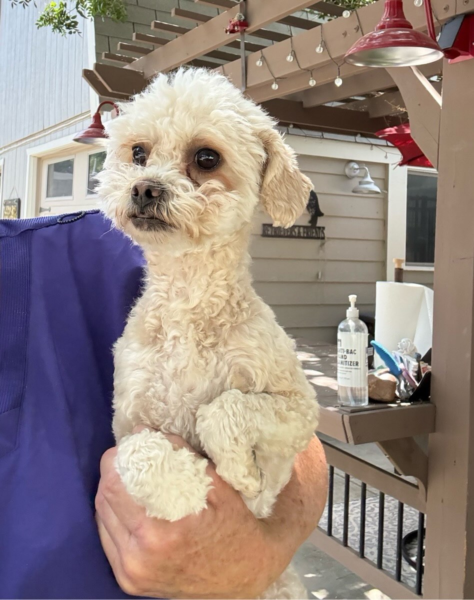 This is Mia. She is a 1 year old Toy Poodle. She came in with her brother, Little Bear. She is a sweet girl. Her owner is older and no longer able to care for her.