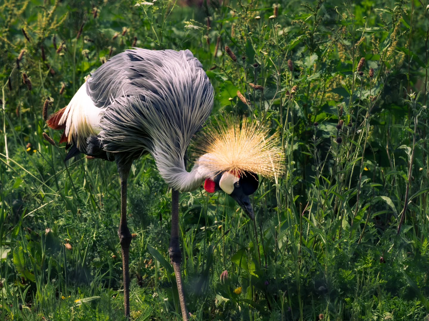 @chesterzoo pt โ๏ธ
Grey crowned crane
Olympus OMD EM-10 Mark II
Zuiko 75-300mm