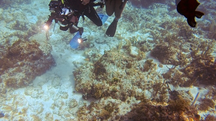 On World Ocean Day, we are proud to celebrate a major milestone for three incredible young women from our UnderH2O Explorers program: they are now officially @nauiworldwide Open Water Divers!
Over the past several months, these young women have dedicated themselves to learning, training, and stepping far outside their comfort zones in pursuit of a goal few of their peers have ever imagined.
From classrooms and museums to the waters of Key Largo, they have studied the history of the Guerrero, a sunken slave ship off the coast of Key Largo, explored underwater cultural heritage, and taken their first steps toward becoming the next generation of scientific divers, explorers, and storytellers. Their work is helping bring hidden history from beneath the sea to light and share these stories with new audiences through exhibits, technology, and education.
This accomplishment would not have been possible without the incredible support of our partners and instructors:
💙 @santeprince of @bspwpc for swim training and helping build the confidence needed to take the first step.
💙 Chuck and Arwen of @socalblackscubadiversnorkelers for providing confined water scuba instruction and pool practice.
💙 Justin Lovett of @relaxitsjustwater and the @unicornsofdiving for guiding our participants through @nauiworldwide open water certification and helping them achieve this milestone.
💙 @jackierobinsonymca for providing pool access for training.
There is still so much to share about this remarkable cohort and the journey that brought us here. For now, we simply want to pause and celebrate this accomplishment.
Congratulations, ladies. We are so proud of you!! 🦅
Stay tuned for more details about our journey to Key Largo and the work we are doing to share the history of the Guerrero and other stories hidden beneath the sea.
#WorldOceanDay #NAUI #OurGeneticLegacy