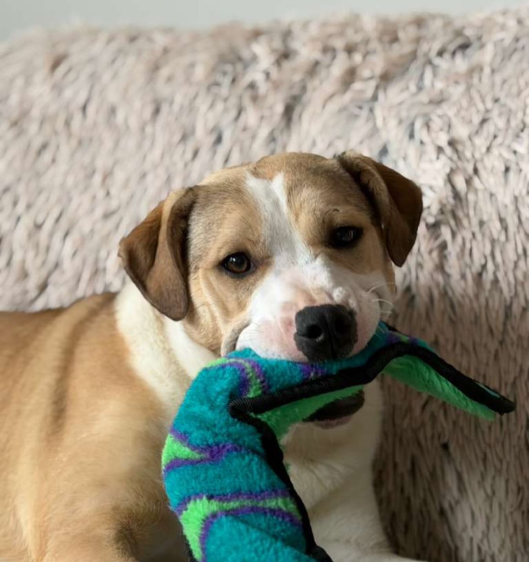A toy can be a tool for learning, enrichment, and fun. #WagWithWilliam #FearFreeTraining #PositiveReinforcement