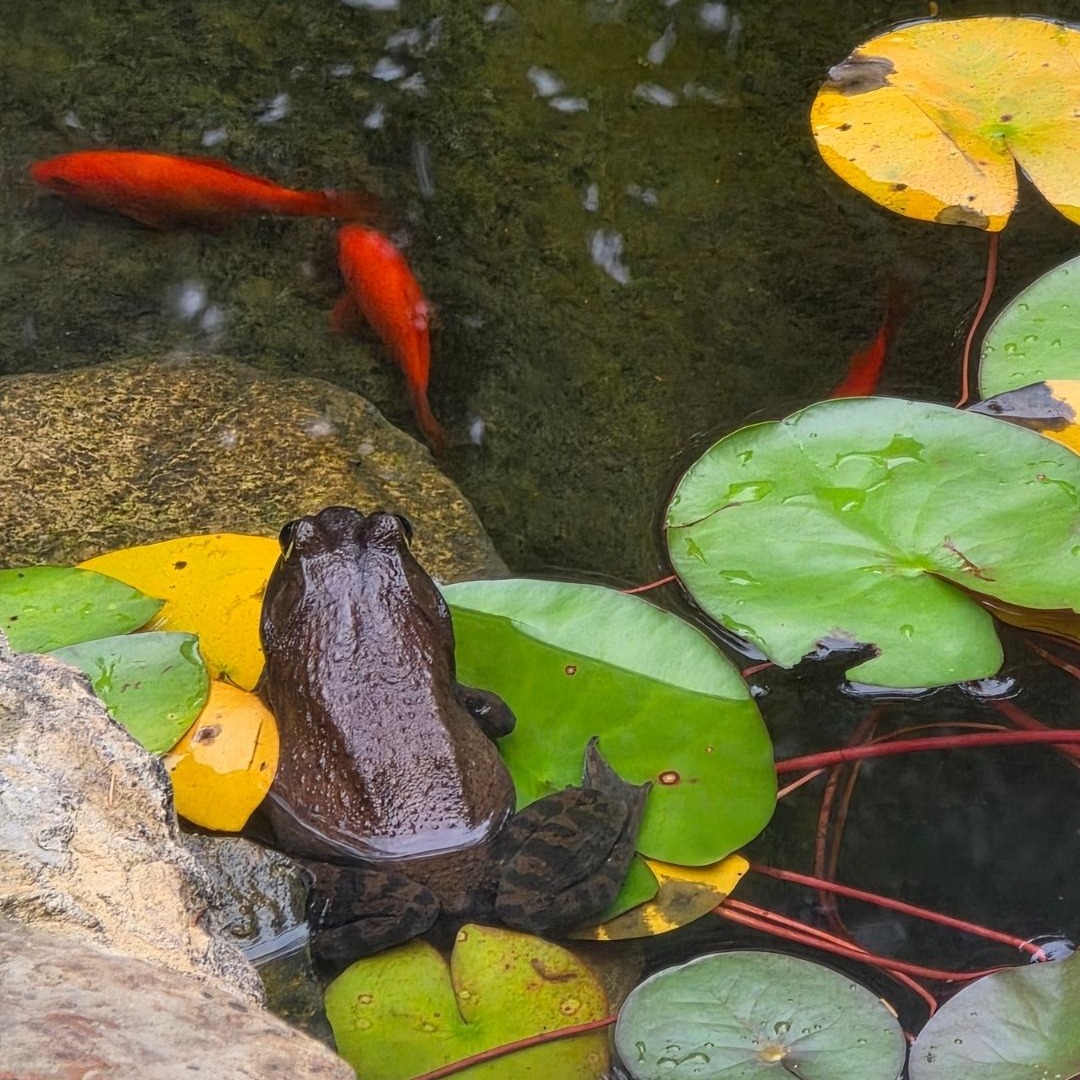 Meet our resident bullfrog.
Apparently they really DO just sit on lily pads. I had no idea. I just thought that was a cartoon thing.
But there she was, perfectly still, perfectly unbothered, doing exactly what bullfrogs do.
Which reminded me of a riddle: Three frogs sitting on a lily pad. One decides to jump off. How many frogs are left?
Three.
Because deciding to jump is not the same as jumping.
I feel that. I decided to write my memoir and my fiction work long before I ever wrote a word. My brain was very busy THINKING about it. Thus, I decided for years, actually. Comfortable on my lily pad, telling myself that the intention counted for something.
FROG as an acronym stands for Fully Rely On God — and maybe that's the other piece of it. At some point I had to stop sitting with my decision and trust that the water I was jumping into, murky and unknown as it was, would hold me.
She's still out there on her lily pad.
Me? I jumped.