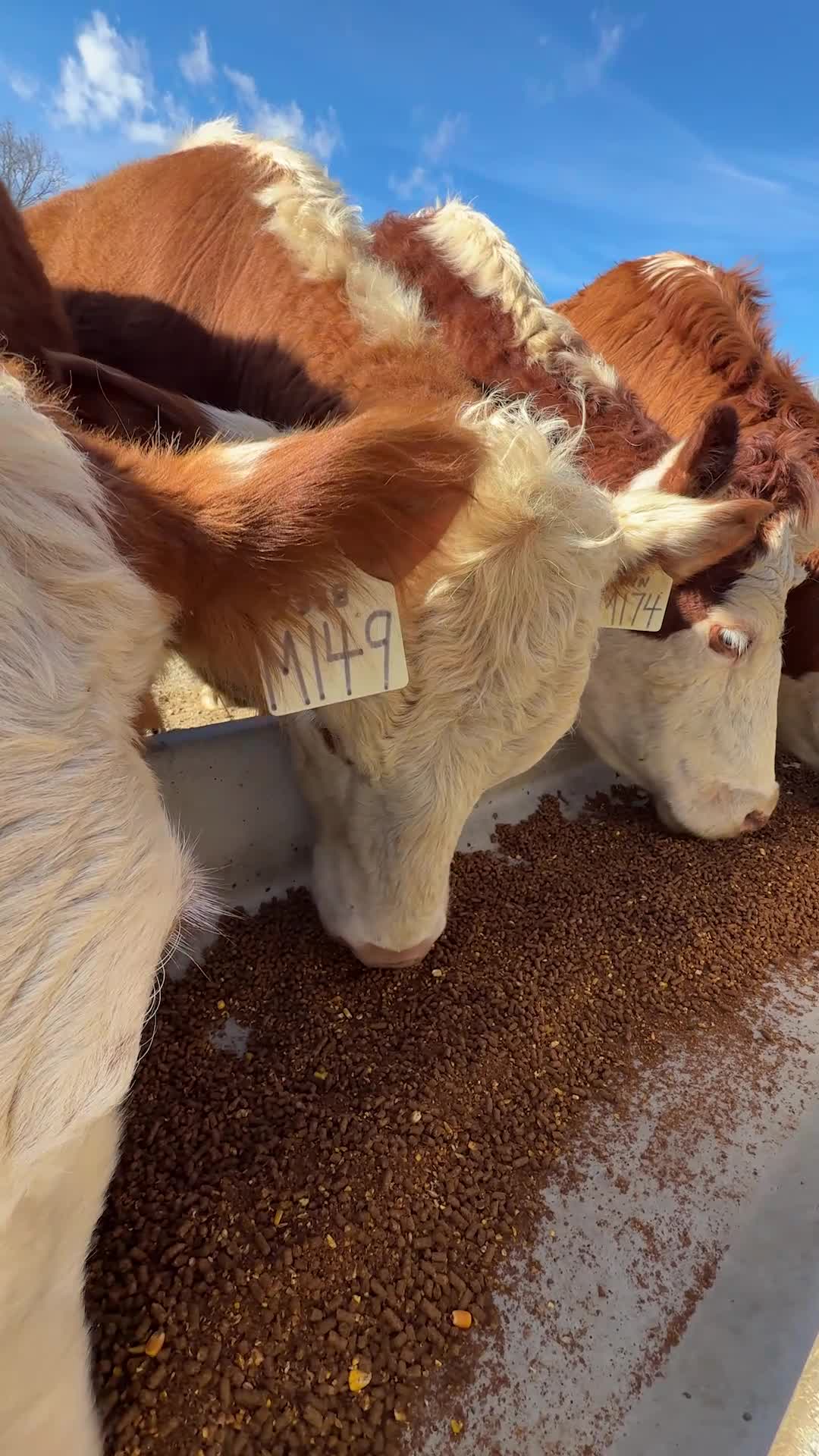 Treat training our cows strengthens the bond between us & them, as well as gets them to come to us when called, making rotating them between pastures much easier.
ㅤ
#animals #farm #farmlife #farmanimals #homestead #cows #cattle