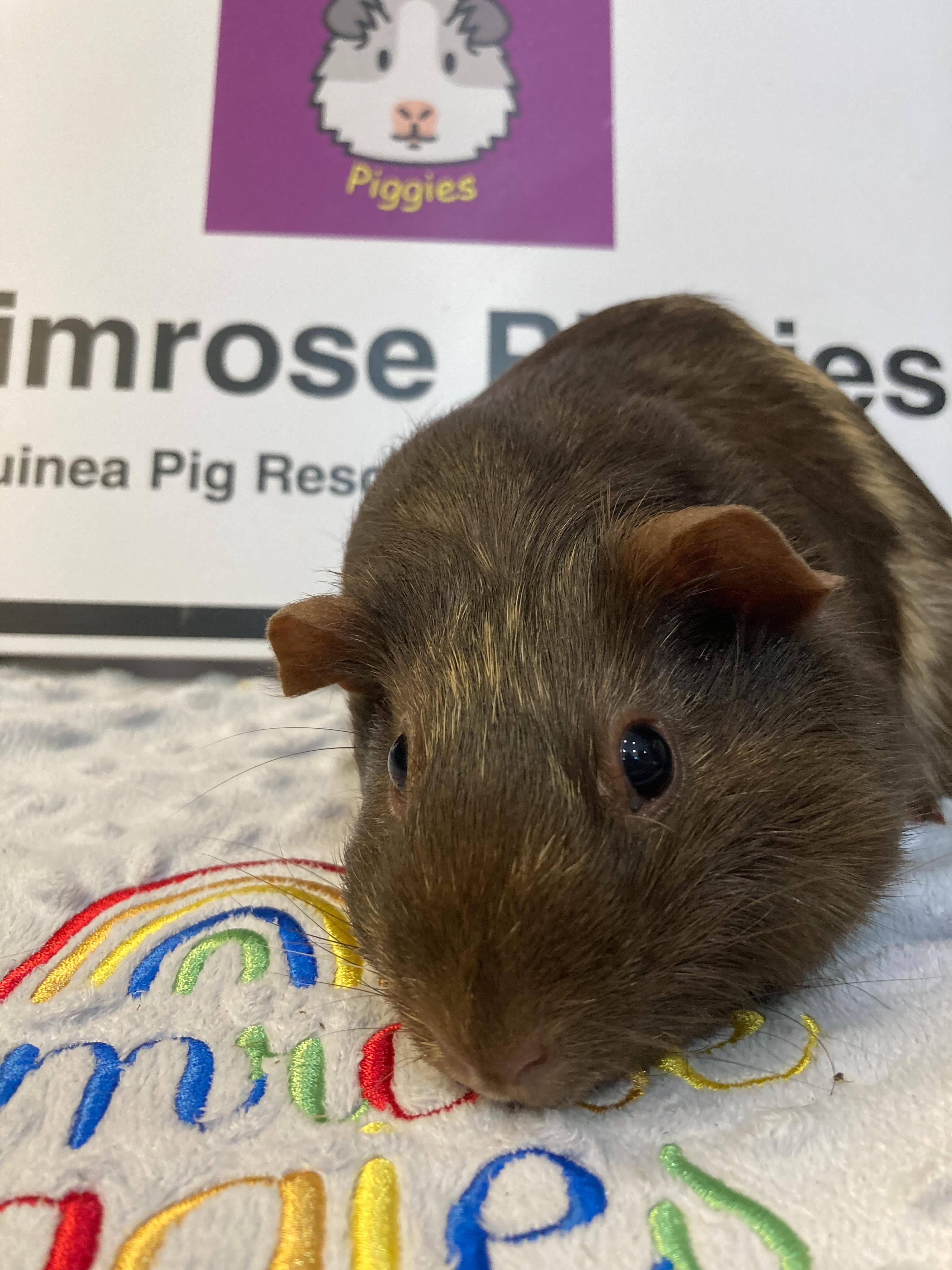 Brownie has been sad since the last of her herd passed away. She didn’t want to eat and her owners knew she needed some new buddies. Brownie has come to us for some company and we know this is difficult for her previous family as she has been very much loved.
This is something we are asked to do a lot. Seeing piggies make new friends and have a second life with us is very special.
Please note that we have no boar spaces available at the moment.
#secondchance #guineapigs #sanctuary #bedfordshire