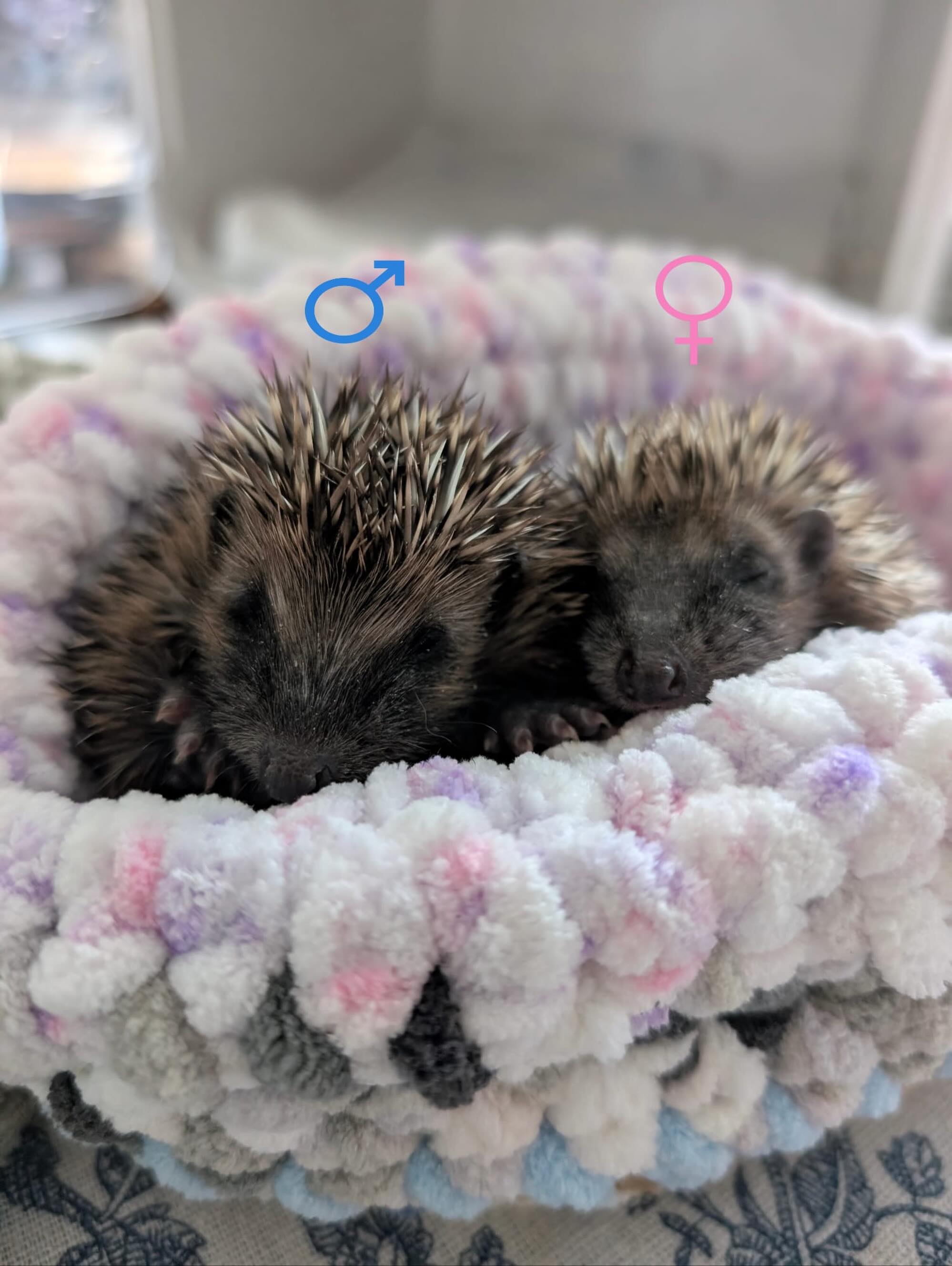 Thank you so much for the naming suggestions for Milligan’s new rescue friend, who are both in the care of @keyfordhedgehogrescue ❤️ All the suggestions were awesome.
We’re going with Little Miss Eccles 😊🦔 suggested by @traceygemmellauthor. Milligan was named after Spike Milligan of course, and Tracey suggested two of Spikes famous characters, one of which was Eccles. We loved that thought!
So, let me officially introduce Milligan and Miss Eccles. So flipping sweet 🦔🦔❤️
Thank you @idadown and Keyford Hedgehog Rescue for keeping them safe, warm, and helping them to get well.
❤️🦔🦔
#hedgehog #hedgehogrescue #friends #mondaymotivation #keyfordhedgehogrescue