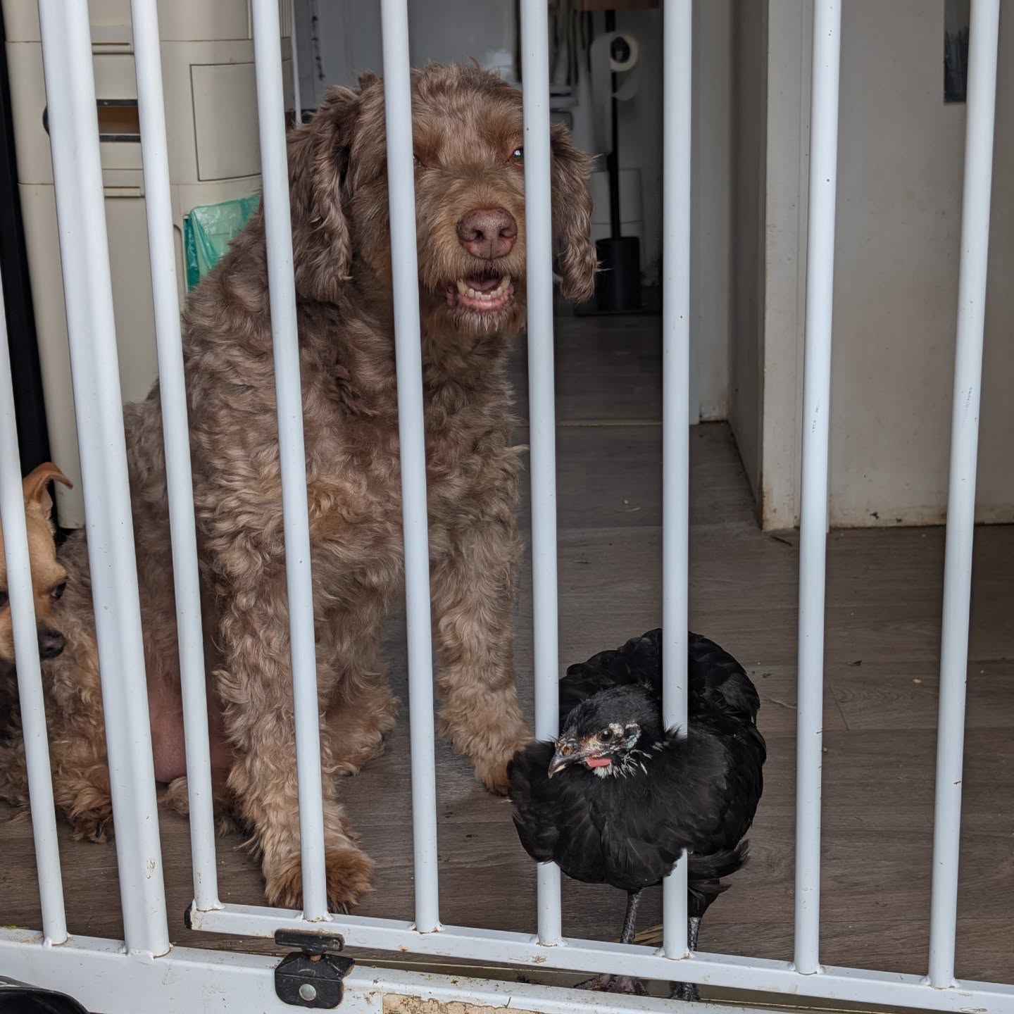 Knastvögel unter sich. 🐕🔗🐔
www.metimoe.com
#metimö #doglover #chicken #gefängnis #oberfranken