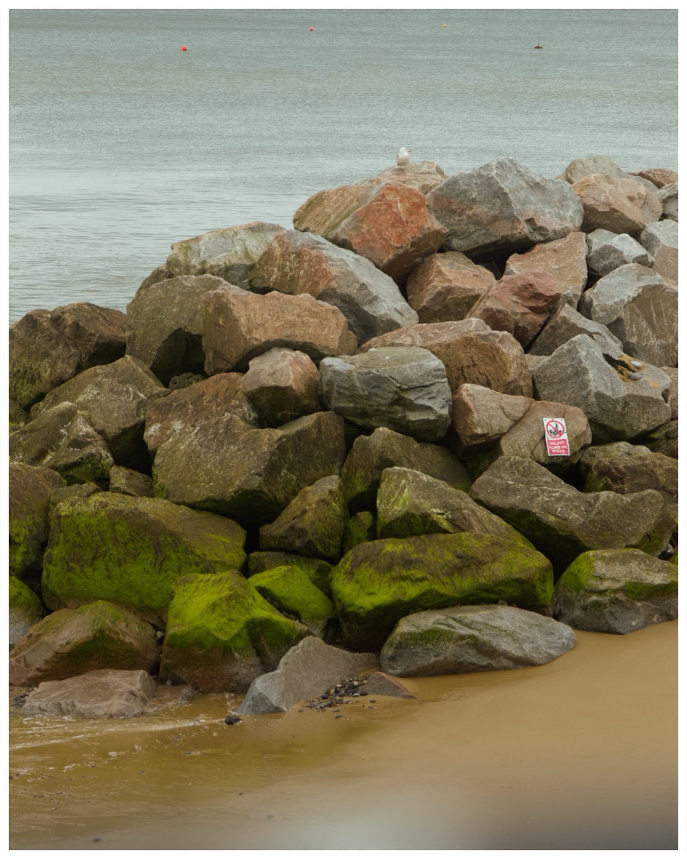 I really liked the softness of the wet sand leading up to the rocks and how vivid the green is on them, the gull sitting on top of the rock pile was a fun extra 💚✨
I love that there’s wheelchair access to stroll along the beach front and take in these views - as well as getting down to Cromer pier too. I definitely want to find more wheelchair accessible beaches near me, there’s so many I remember going to pre-wheelchair that I don’t think would be accessible now unfortunately.
Camera: Canon 6D mII
Location: Cromer, Norfolk
#norfolkphotography #naturewalks #wheelchairlife #disability #norfolkwildlife