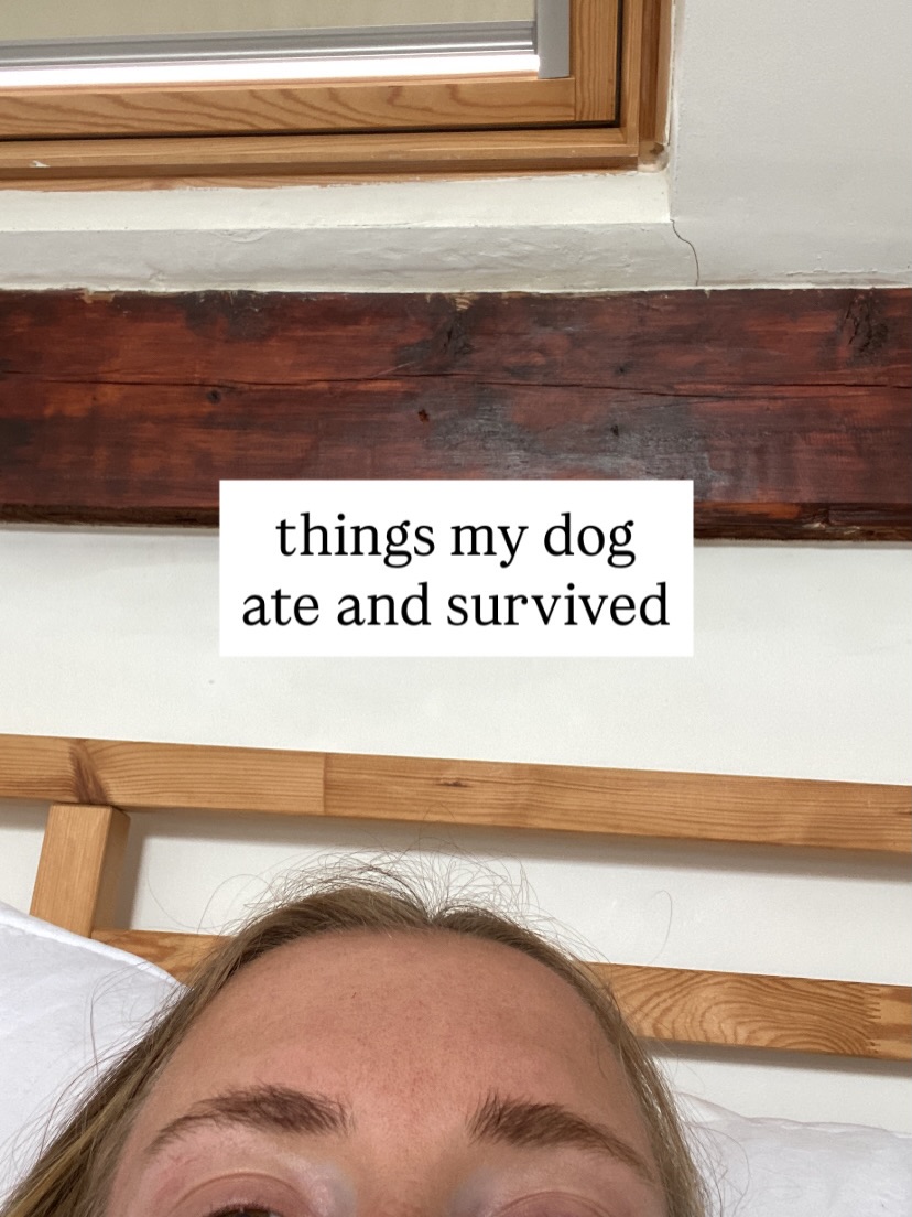 things my dog ate and survivedβ¦ π
#dogsofinstagram #doggos #doggosdoingthings