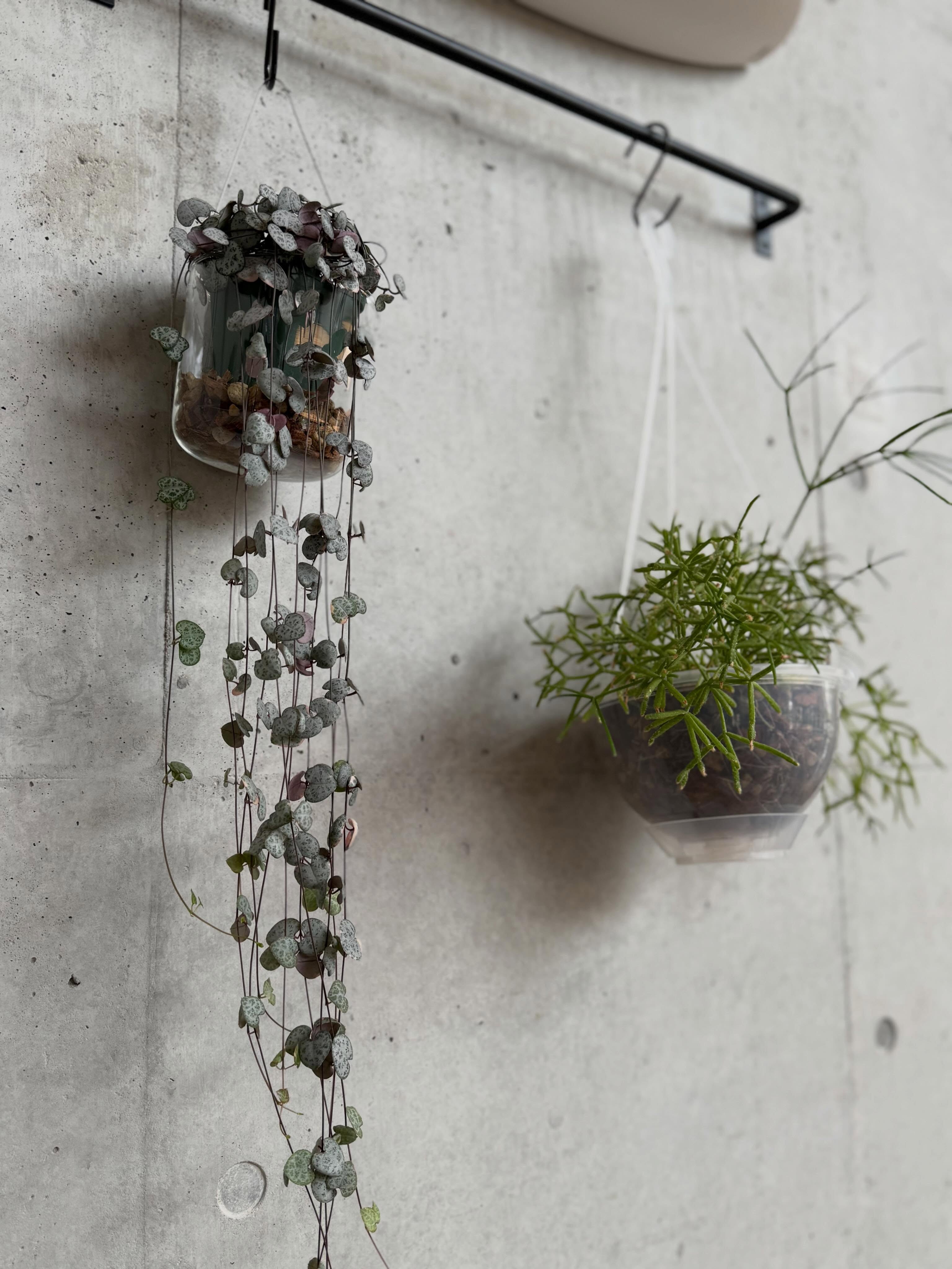 館内に植物を置く棚を設置してもらいました🍃
とても素敵な空間になりました(^^)
#日朝寺八千代ふれあいパーク
#ハートカズラ #リプサリス
#ネフロレピス
#グリーンネックレス