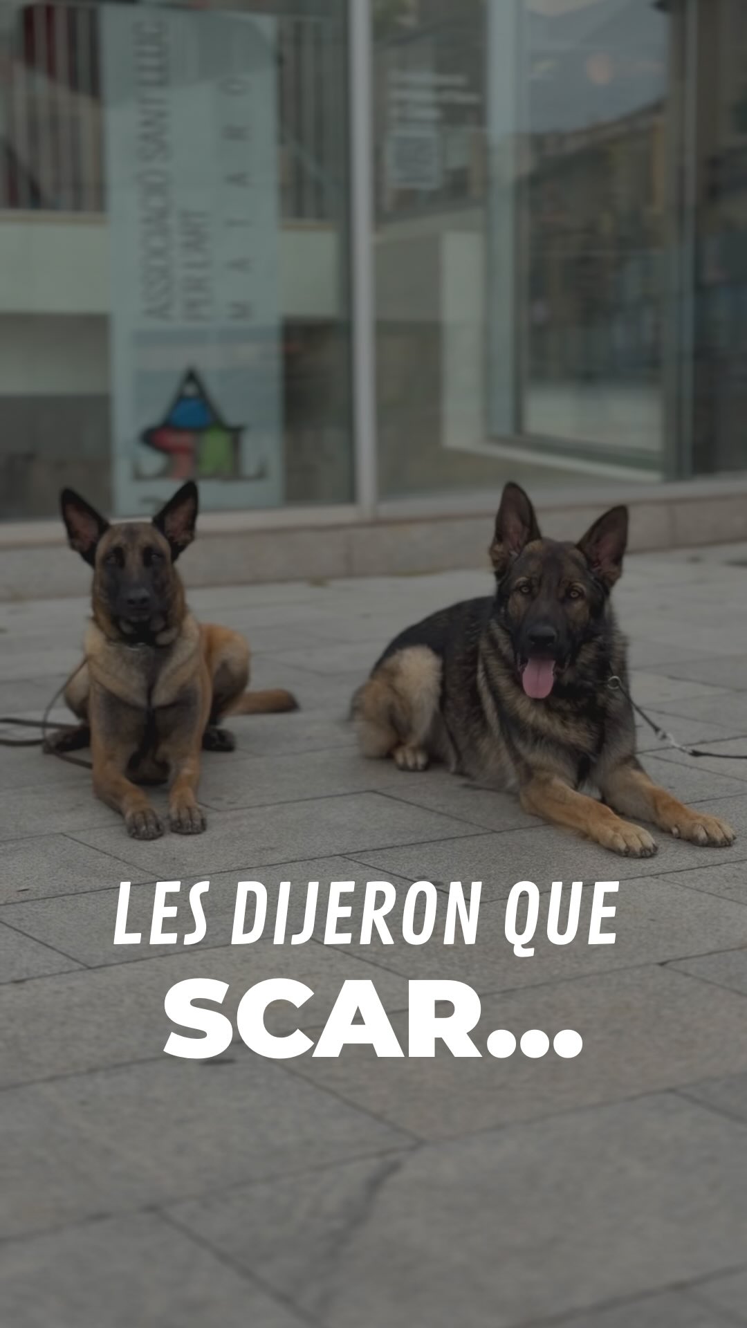 SCAR🦁
A la familia de Scar les dijeron (un educador canino) que en todas las camadas siempre hay un cachorro que sale "tarado" de fábrica, que ese era su caso y que no había solución para su caso.🤦🏽♀️
Pero Scar es un Pastor Alemán de línea de trabajo, y su problema no era un defecto de fábrica.
Un perro con esta genética no se recupera solo con obediencia básica. Necesita que entendamos su naturaleza, que sepamos canalizar su energía a través del juego y la motivación y que cubramos sus necesidades reales.
Trabajando en entornos cotidianos y dando las herramientas correctas, el resultado es este: un perro equilibrado, que camina tranquilo por la ciudad y que sabe gestionar los estímulos😇
Si te encuentras en una situación parecida y sientes que los paseos son una pesadilla... Comenta la palabra 'CAMBIO' y analizamos tu caso💛
~
#dogtraining #educacioncanina #antesydespués #germanshepardsofinstagram #pastoralemán