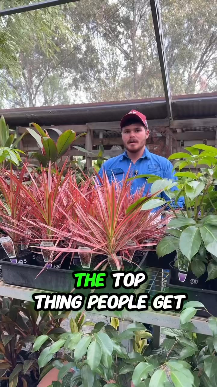 💧Watering💦
It is one of the things most of people get wrong when it comes to owning indoor plants. 🌱
David from Moorelands shares how to tell when your plant actually needs a drink, why drainage matters so much, and what to do when the soil has dried right out.
Come out and see us at Moorelands. We can give you tailored advice to your plants needs or situation.