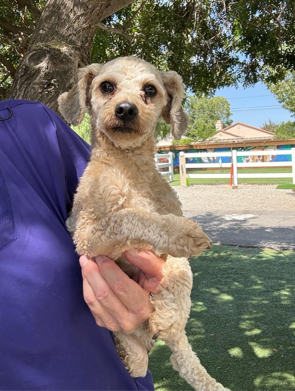 This is Little Bear. He is a 1 year old Toy Poodle. He came in with his sister, Mia. He is a friendly boy. His owner is older and no longer able to care for him.