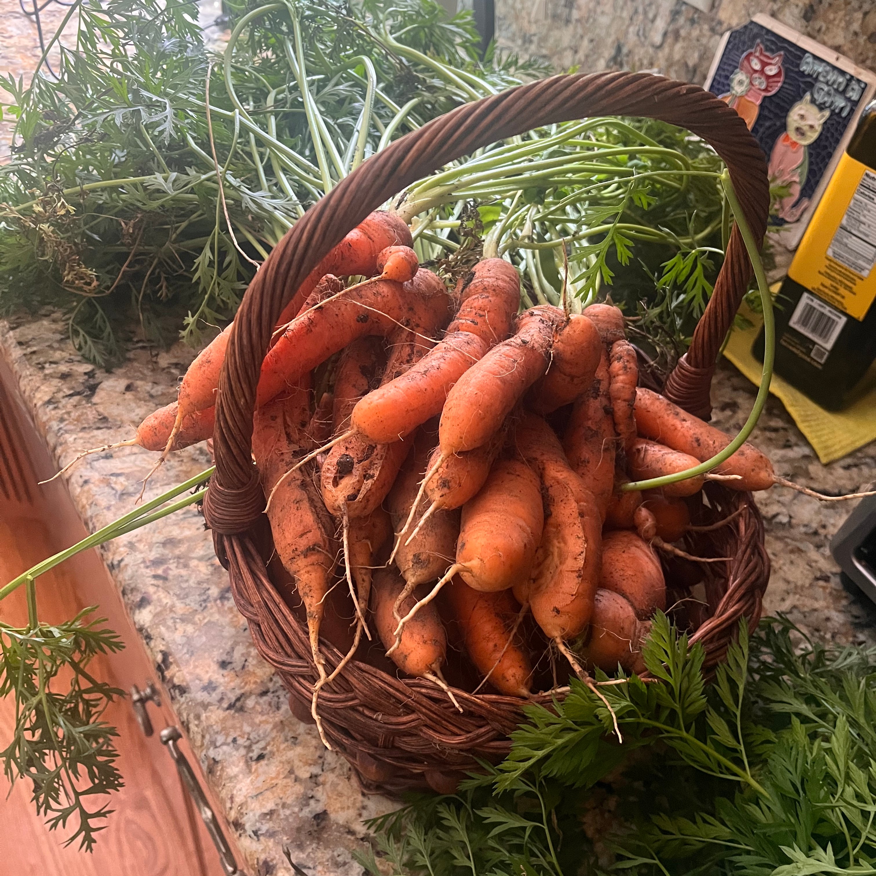 Last year, I built my first vegetable garden with more enthusiasm than experience. Some things thrived. Some failed spectacularly. This year, after expanding the garden, I was reminded that every season is different.
The funny thing is that gardening helps me with writing because it feels so wonderfully straightforward. I plant seeds, water them, spend time in the sunshine, and eventually enjoy the harvest. Writing—and life—rarely work that way.
I've planted a lot of seeds over the years. Most didn't come up. A few surprised me.
My latest blog post, Some Seeds Take Longer, is now live on RaisingArtemis.com.
Link in bio. 🥕🌱
#SomeSeedsTakeLonger #WritersLife #GrowingThroughLife #RaisingArtemis #ConnecticutLife