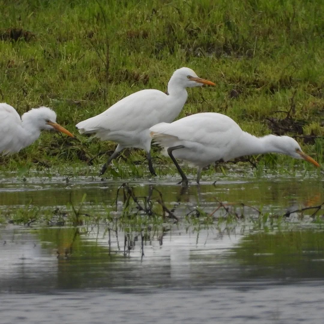 Cattle Egrets out on the hunt after a bit of wet weather.
#cattleegrets #karameacattleegrets