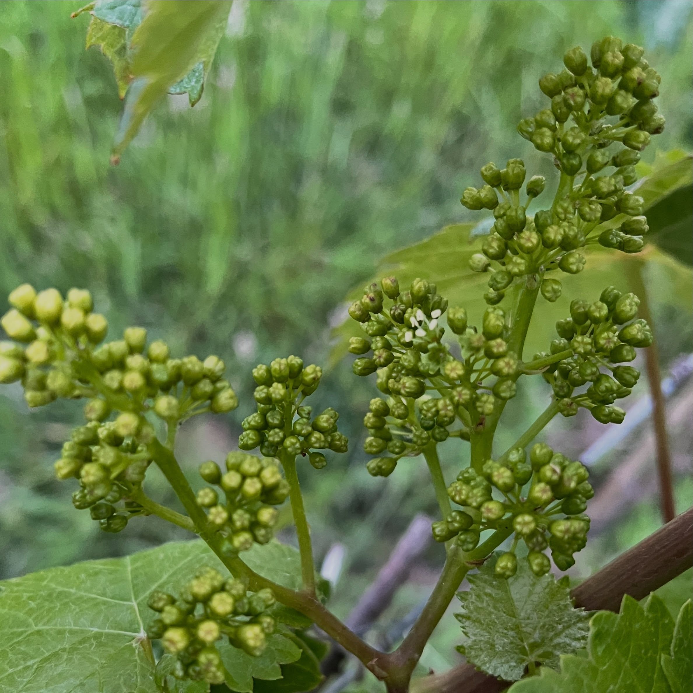The first shy flowers are beginning to open.
So far it’s just a single bloom on one Kernling truss, with a few more showing across the Pinot Noir and Cabernet Noir. Madeleine Angevine is still keeping its powder dry.
It’s another early season, which is surprising after the chilly spell we’ve had over the last ten days.
Now we need some warmth. ☀️ Vines can flower in cool weather, but fruit set is much happier with sunshine than with the cool, showery conditions currently on offer.
For now, we’re watching and waiting, hoping summer gets the hint…