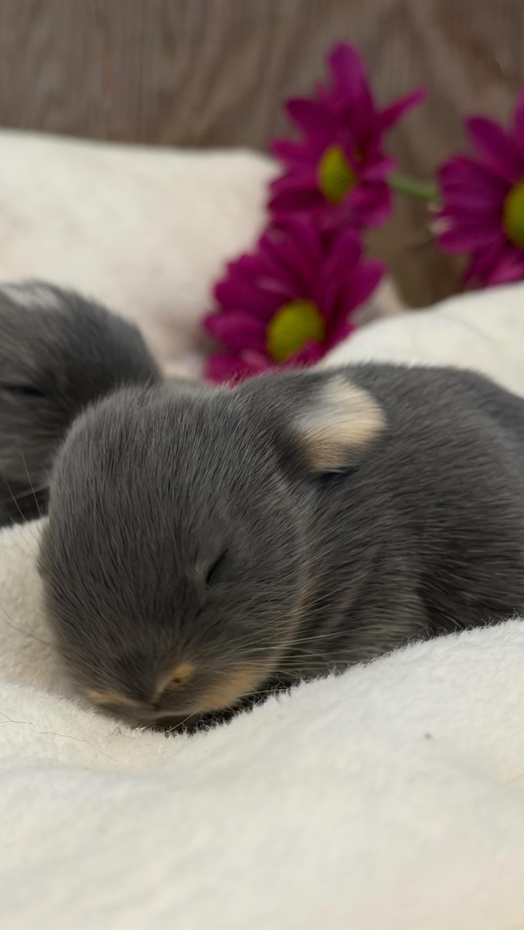 Some moments remind us that growing up doesn’t mean losing your sense of wonder.
Our Counselors-in-Training gathered around a nest of 10-day-old baby bunnies this week, completely captivated by these tiny lives that haven’t even opened their eyes yet. For a moment, the future leaders in our program became little kids again—full of curiosity, gentleness, and awe.
That’s the magic of our CIT Leadership Program. Teens ages 13–16 develop leadership skills, confidence, responsibility, animal handling experience, and mentorship abilities while staying connected to the simple joys of nature and farm life.
If you have a teen who loves animals and is ready for a summer filled with purpose, growth, and unforgettable experiences, we’d love to meet them.
A few CIT Leadership Program spots are still available for Summer 2026.
🐇 Ages 13–16
🌿 Leadership curriculum
🐐 Hands-on animal care
☀️ Outdoor learning and mentorship
📍 Encinitas, North San Diego County
Apply here: https://www.sugarsweetfarm.com/cit
#NorthCountySanDiego #EncinitasKids #TeenLeadership #FarmLifeLearning #SummerPrograms