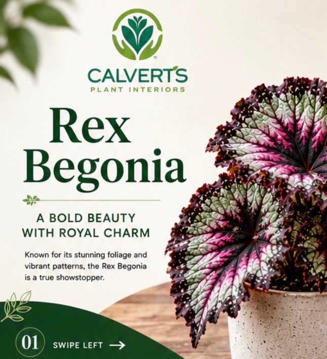 🌿✨ Sale Plant of the Month Spotlight: Rex Begonia ✨🌿
Looking for a plant with serious personality? Meet the Rex Begonia — a true showstopper known for its dramatic colors, unique patterns, and one-of-a-kind foliage.
While this beauty can be a little particular, the reward is well worth it. Give it bright indirect light, consistent moisture, and a little extra humidity, and it will thrive indoors while bringing vibrant color and texture to your space.
Swipe through for our complete care guide and save this post for future reference! 👉
Need help choosing the perfect plant for your home or office? Stop by Calvert’s and let our team help you find the right fit. 🌱
#CalvertsPlantInteriors #RexBegonia #PlantCareTips #HouseplantCare #PlantOfTheMonth