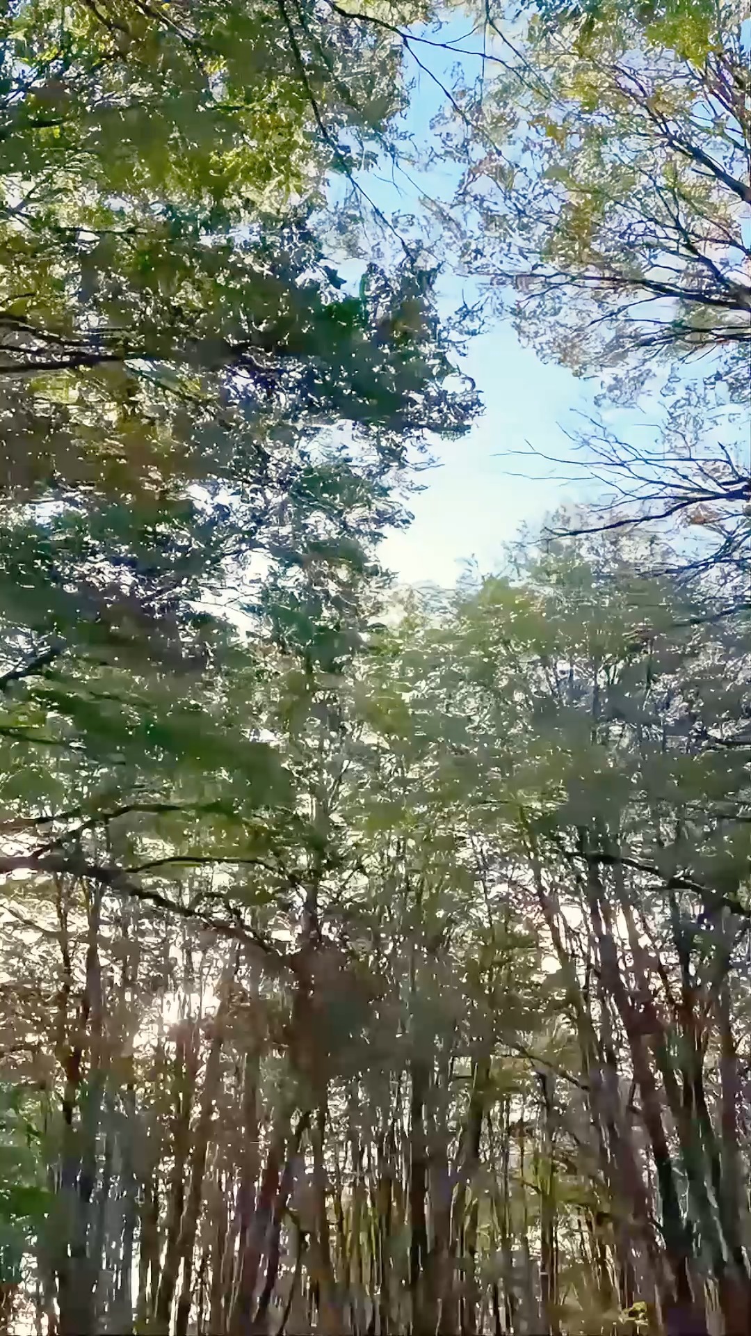 En los sistemas naturales, el tiempo es tan importante como el espacio.
Algunos cambios son visibles en días o semanas, otros requieren meses o incluso años para hacerse evidentes. Comprender esos ritmos es parte de interpretar cómo funciona el territorio.
#GanaderiaHolistica #ManejoHolistico #AgriculturaRegenerativa #SaludDelSuelo #GanaderiaSustentable #PastoreoRotativo #SueloVivo #patagoniachilena #GanaderiaChilena #CL
.
.
.
.
.
.
.
In natural systems, time is just as important as space. Some changes are visible in days or weeks, while others require months or even years to become evident. Understanding these rhythms is part of interpreting how a territory functions.
#HolisticManagement #RegenerativeAgriculture #RegenAg #SoilHealth #HolisticGrazing #RotationalGrazing #SoilRegeneration #SustainableLivestock
#CarbonFarming