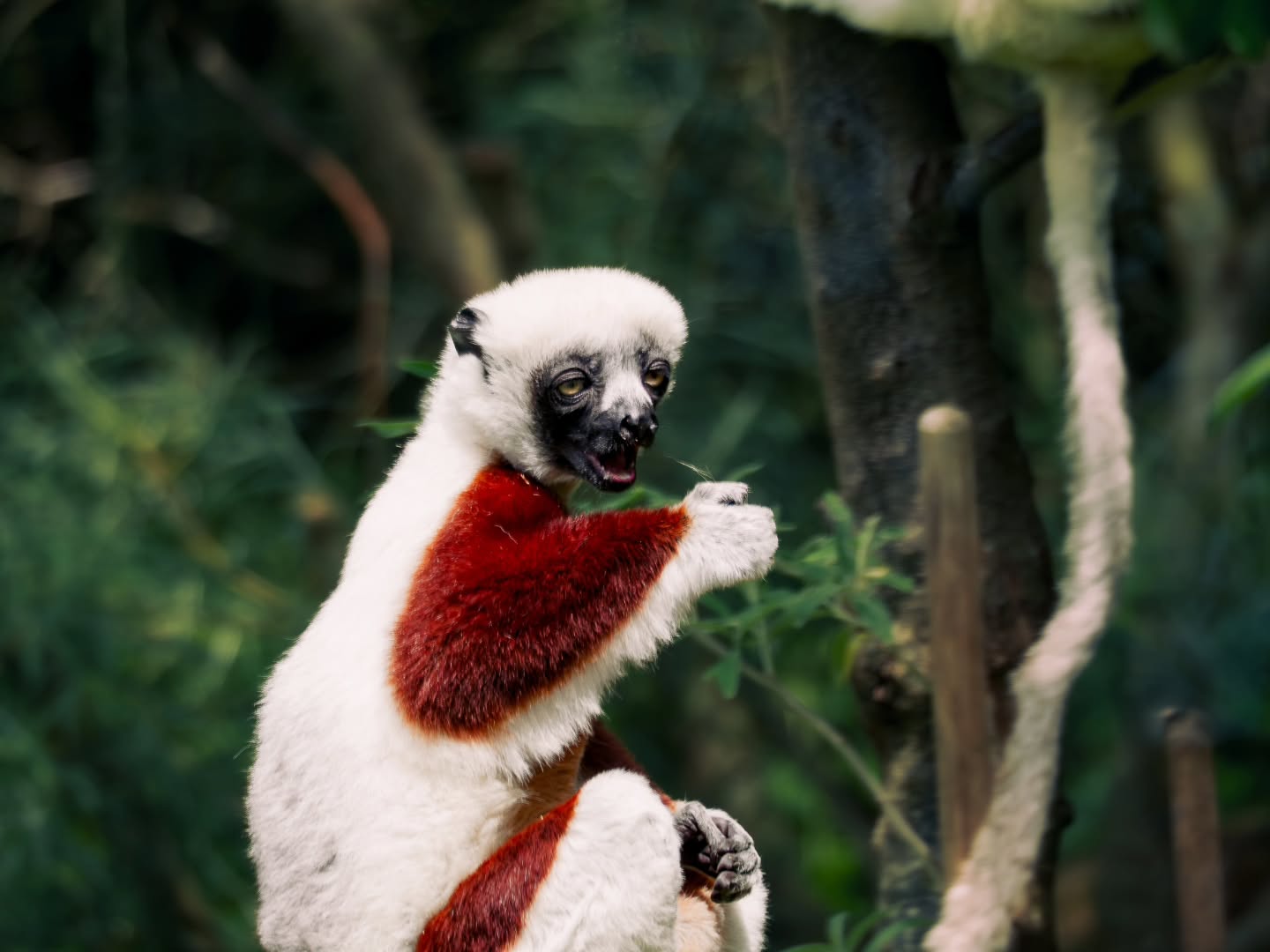 @chesterzoo pt 3
Sifaka
Olympus OMD EM-10 Mark II
Zuiko 75-300mm