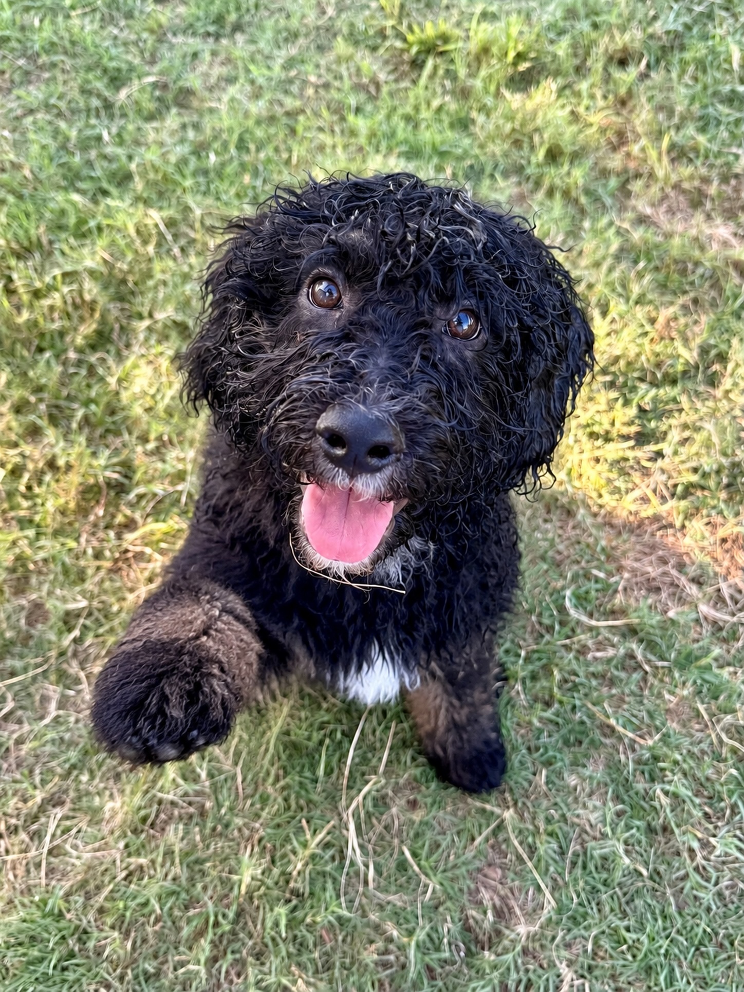Raise your paw if you love playing in the sprinklers!🐾
Preacher is a 13 week old mini bernedoodle male searching for his forever home💙 He has 3 rounds of vax + rabies, is kennel trained, about 95% potty trained, and a clean bill of health from our vet! Ask about him🐶